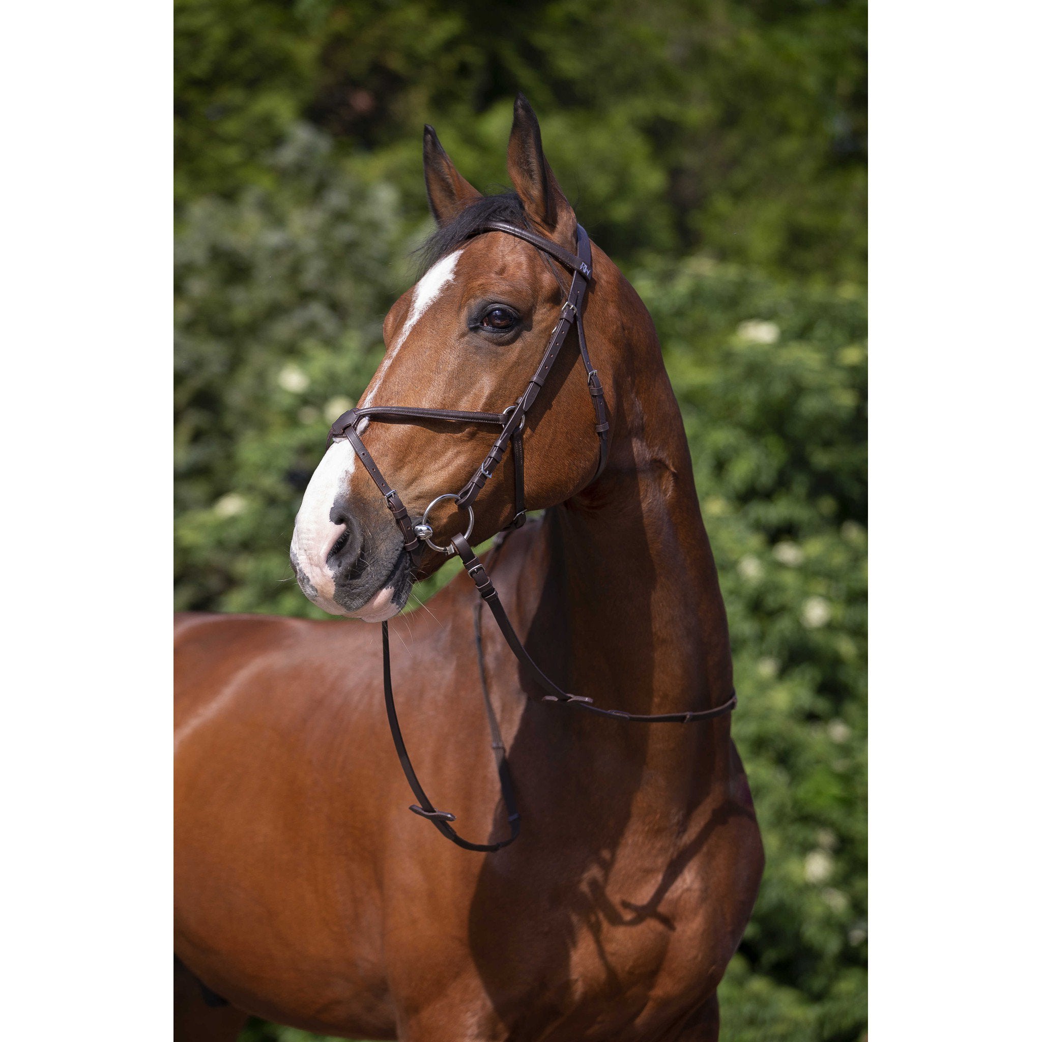 Riding World bridle flash noseband Havana 301005318