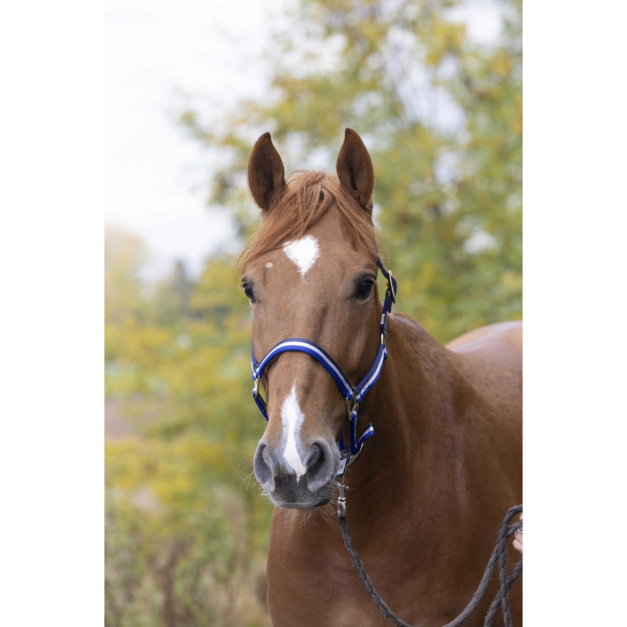 Norton Leather lined nylon headcollar Navy/white 510190716