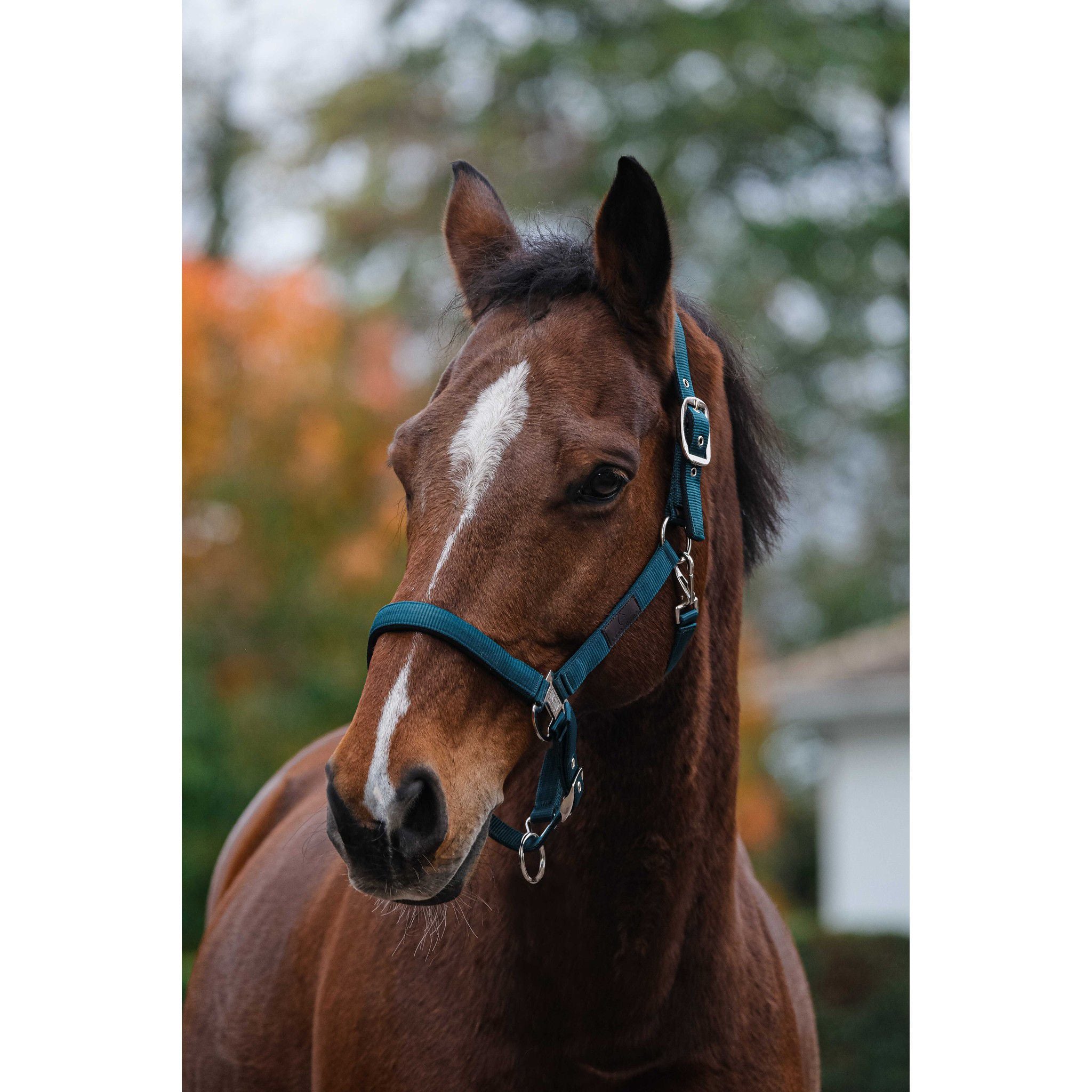 EQUITHÈME Spring Halter Dark green 510257009