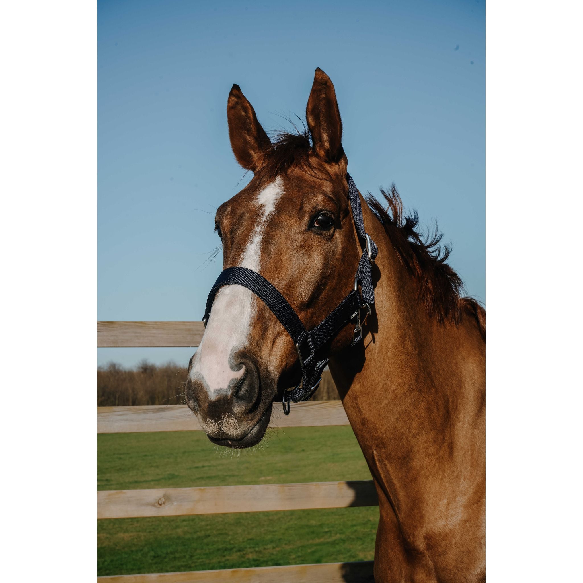 NORTON Halter - Extra Navy blue - 510342307_ambi_1