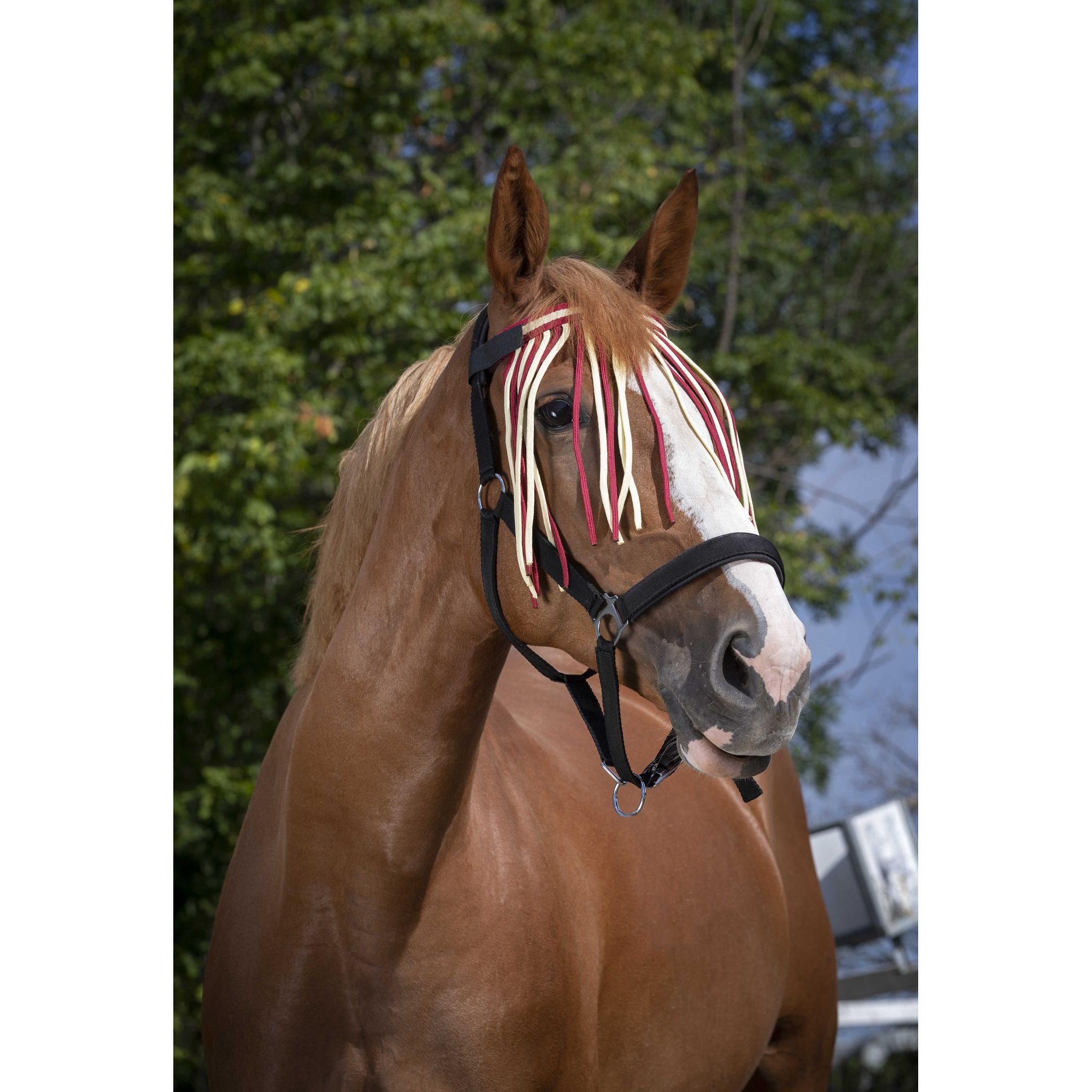 Norton Fly-Frontal Red/ecru - 306730331_ambi_1