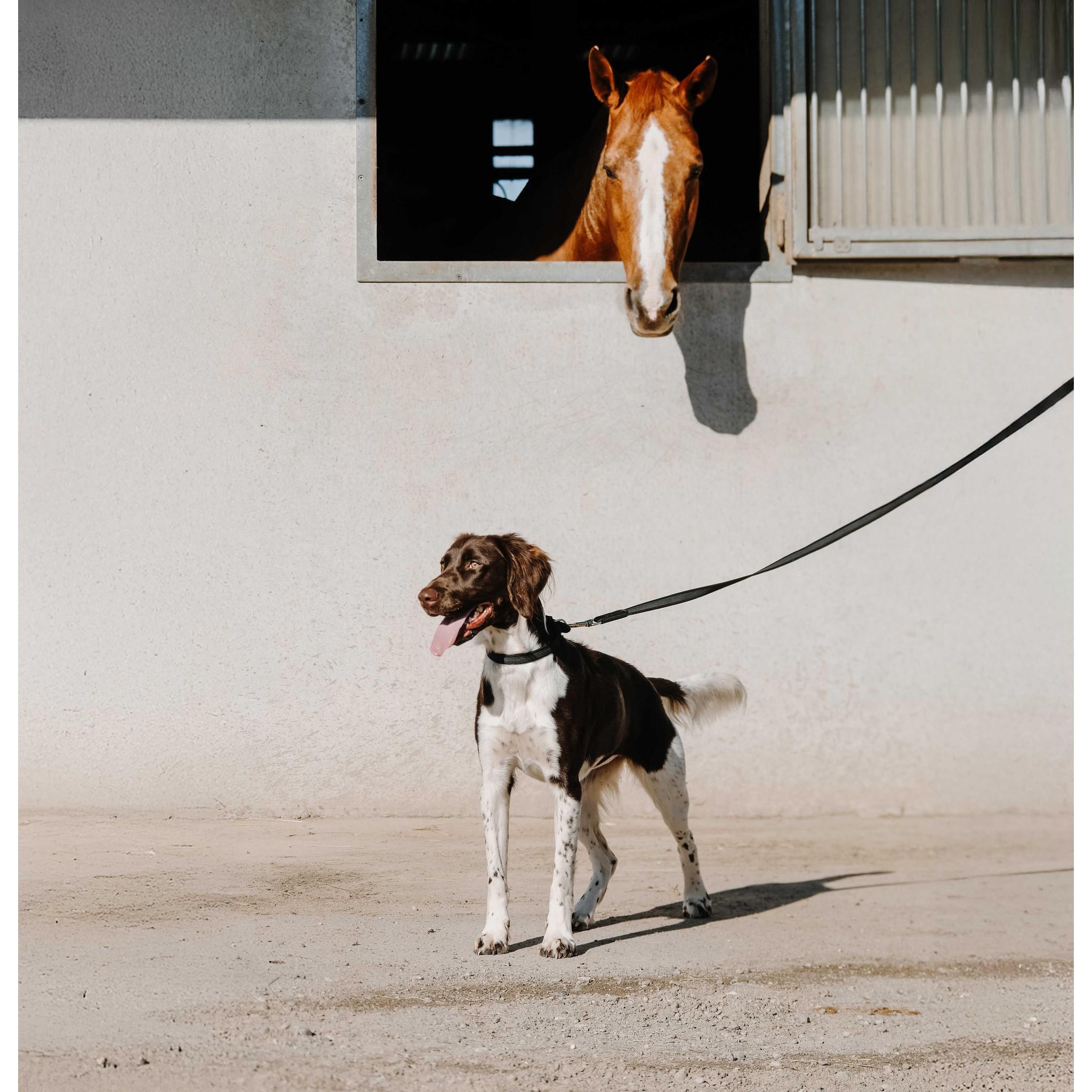 EQUITHÈME Nala Dog Collar Black 409051230