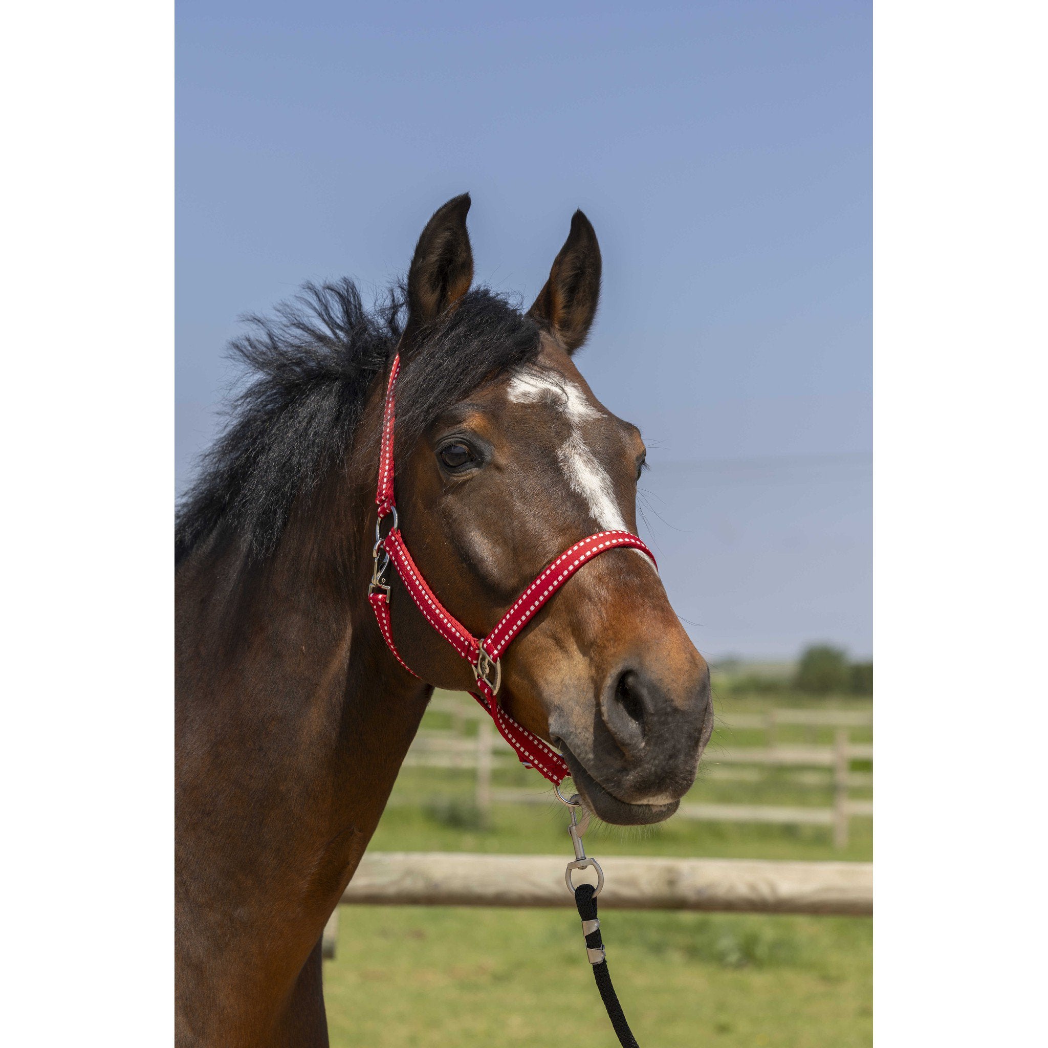 Norton Grooming Halter Red 510245303