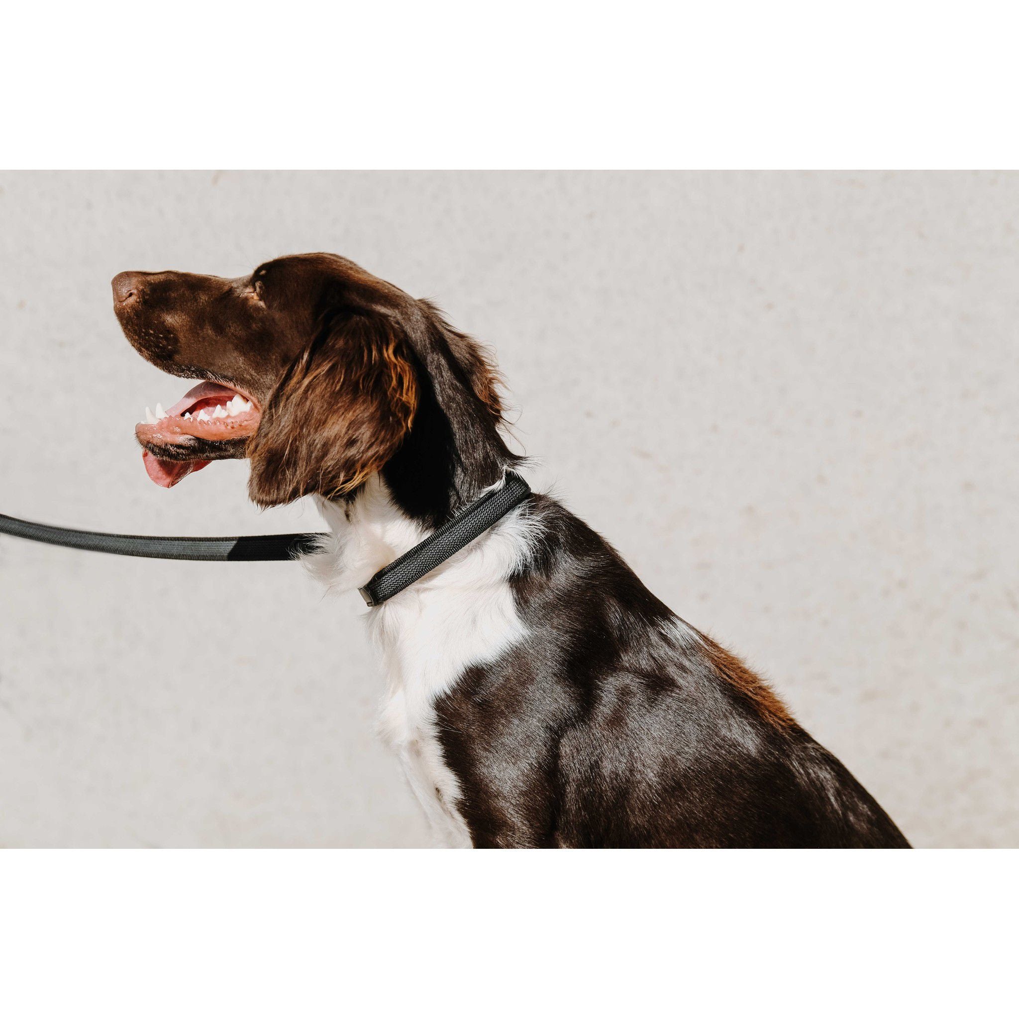 EQUITHÈME Nala Dog Collar Black 409051230