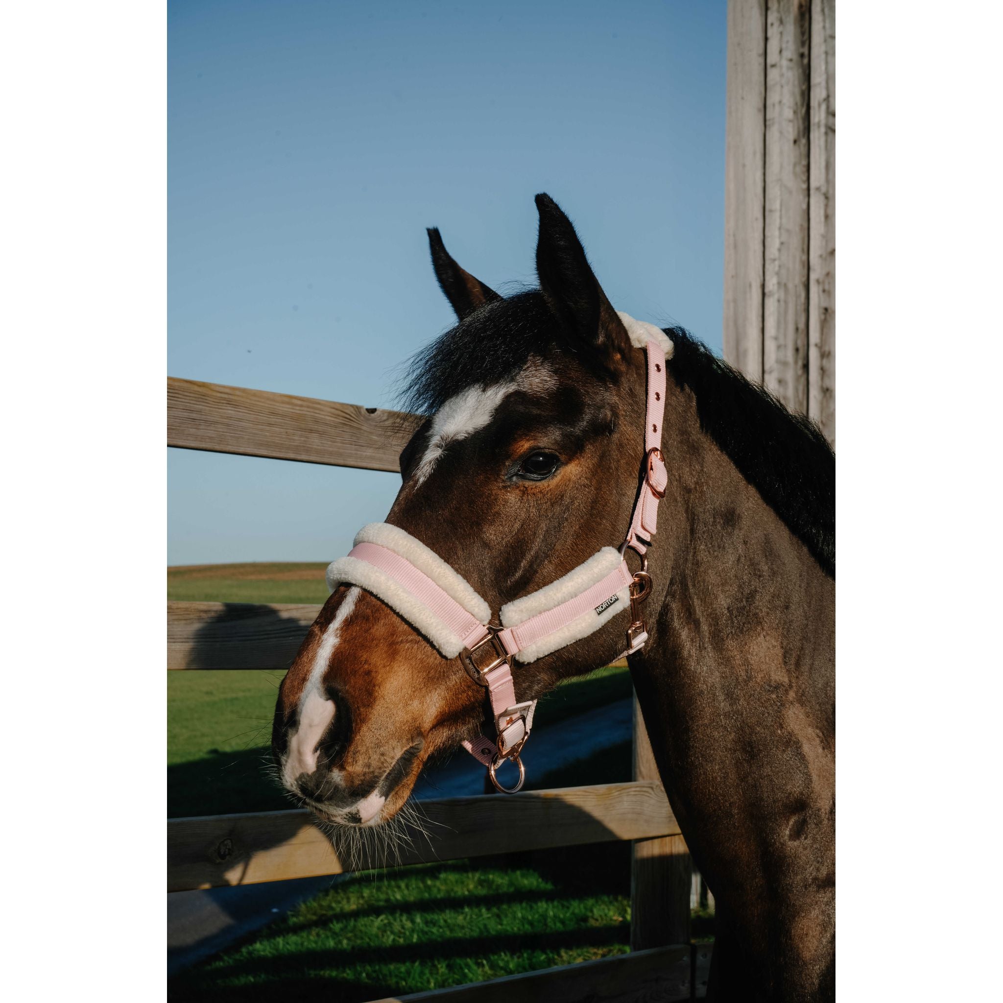 NORTON Comfy Halter Pink - 510280313_ambi_1