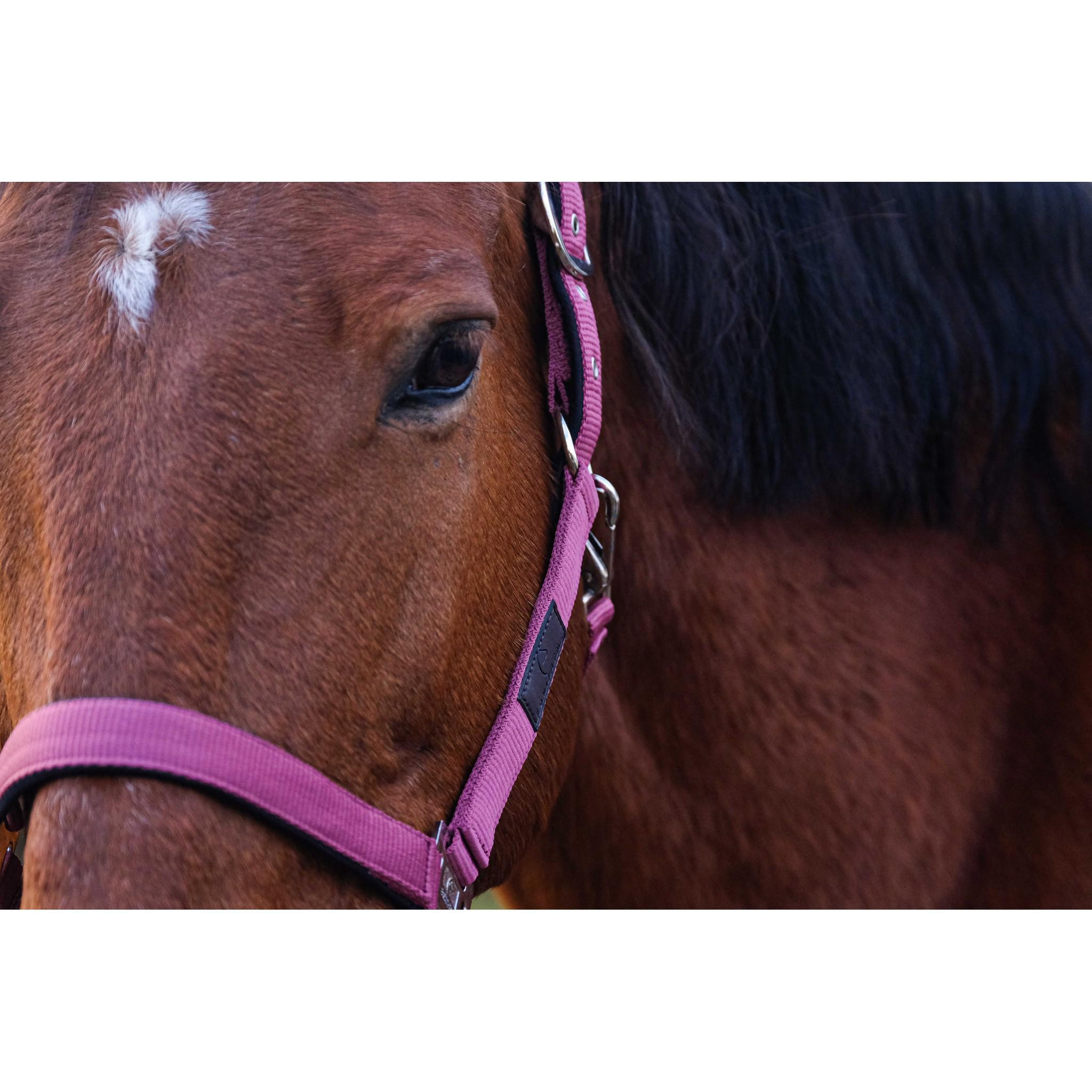 EQUITHÈME Spring Halter Pink 510257013