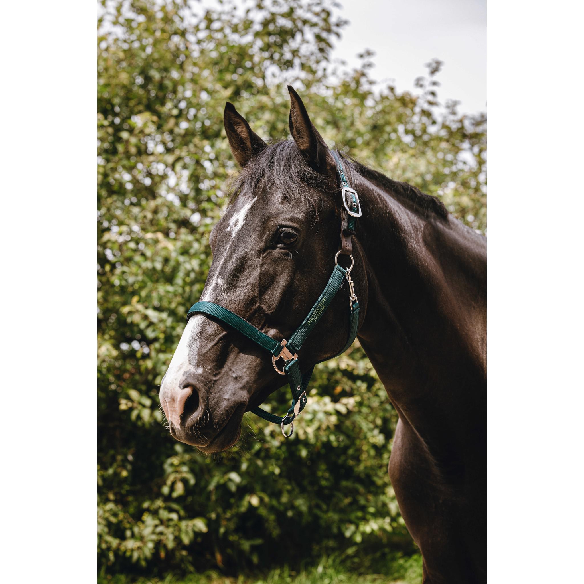 EQUITHÈME Protector Halter Green 510263309