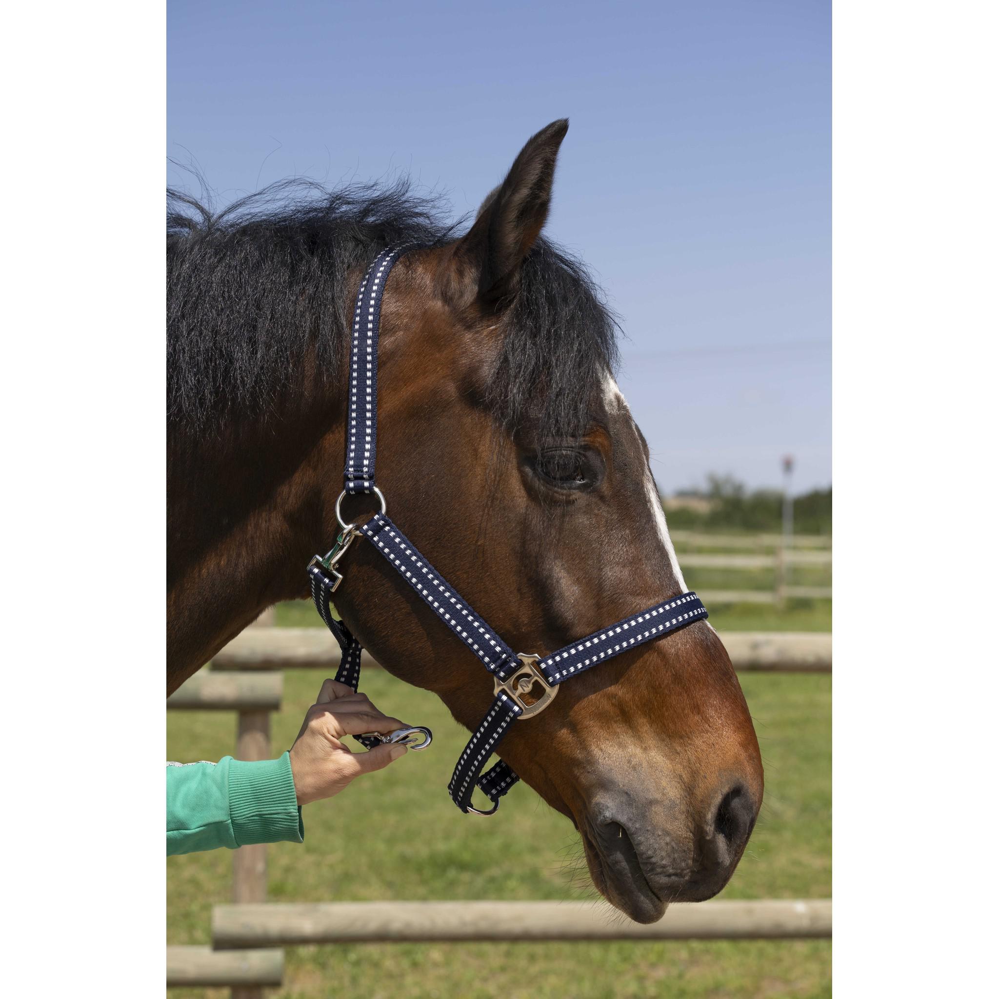 Norton Grooming Halter Navy blue 510245307
