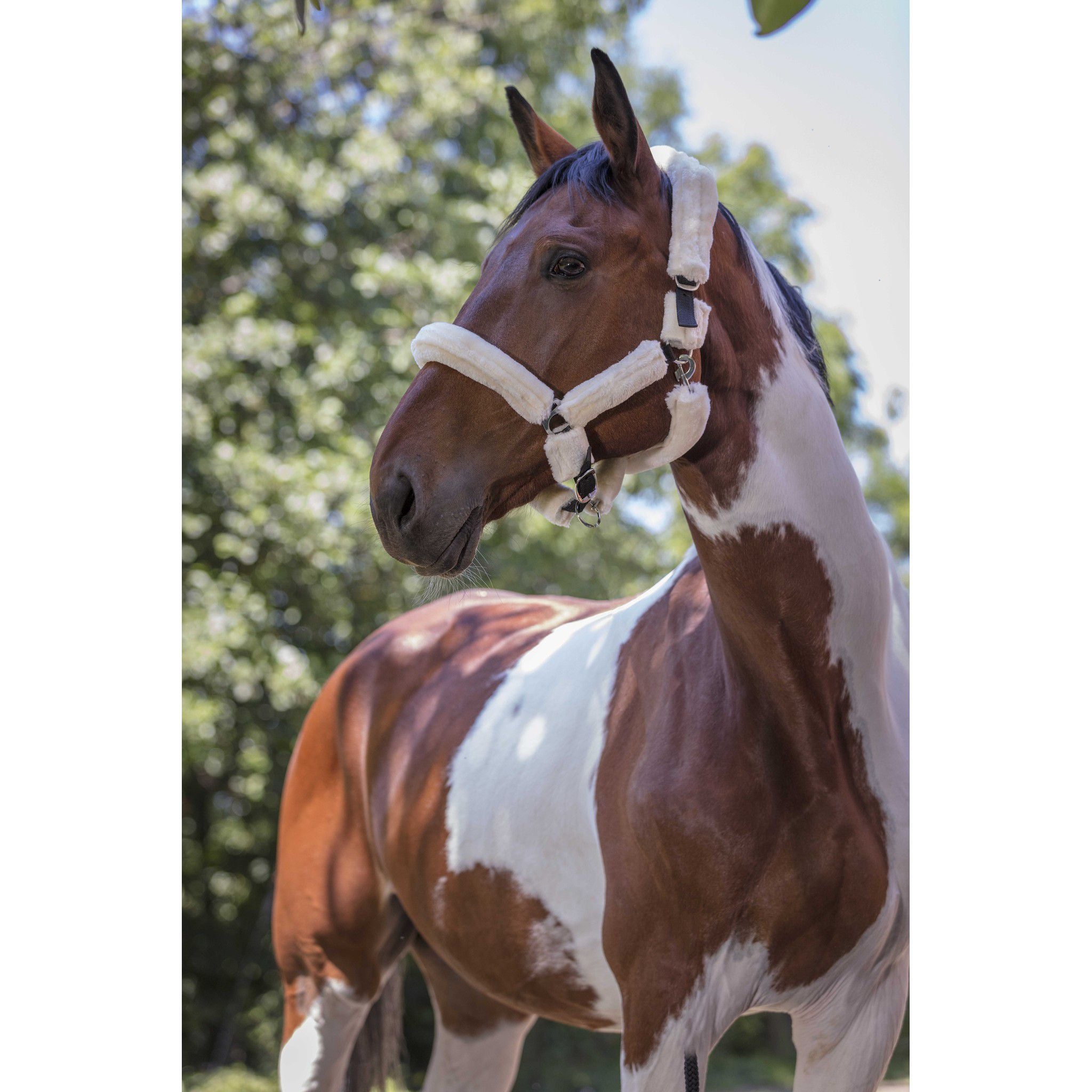 Norton Halter with synthetic sheep skin Black/ecru 510015325