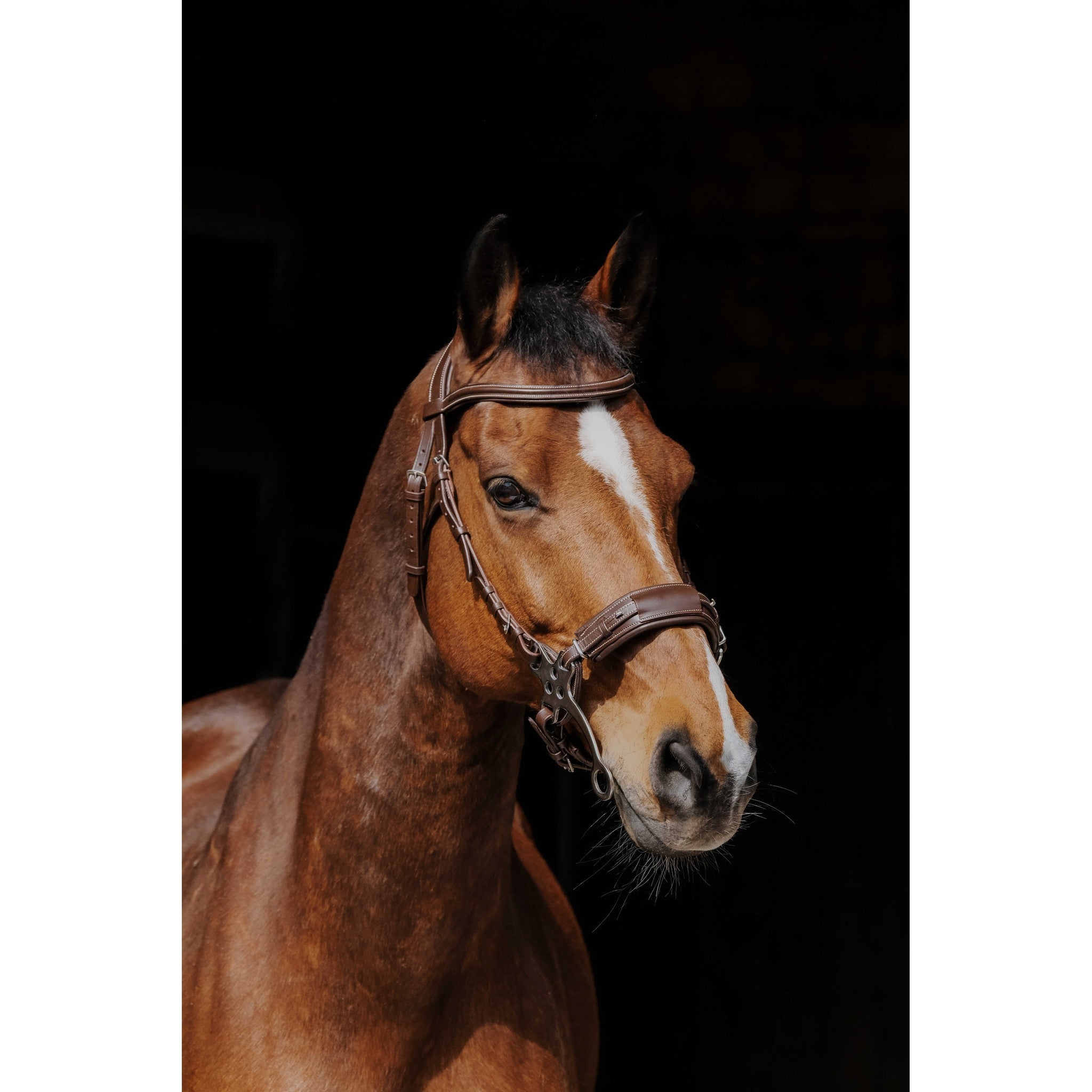Norton Pro Hackamore Bridle Havana 301899318