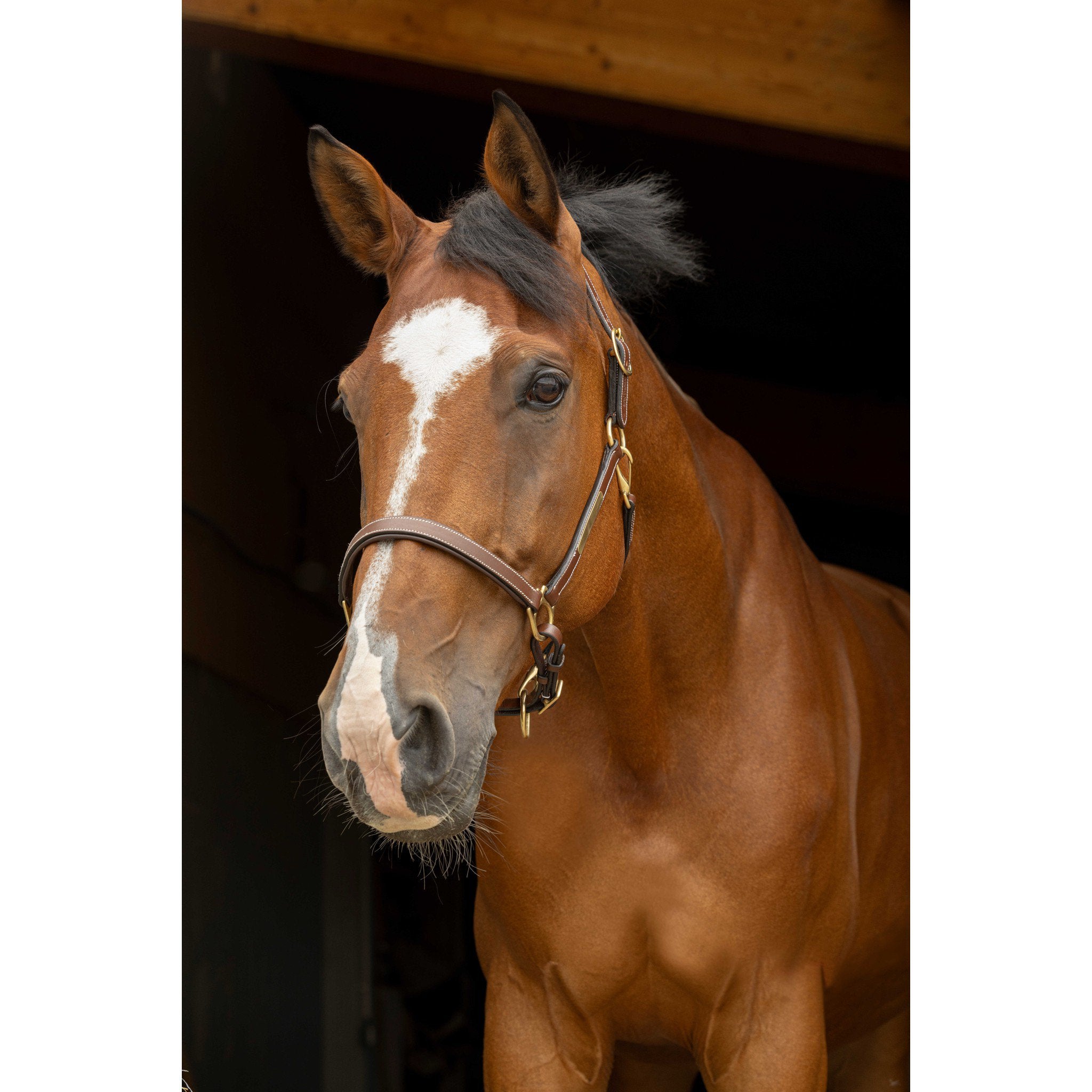 Eric Thomas Pro leather grooming head collar Havana 307500318