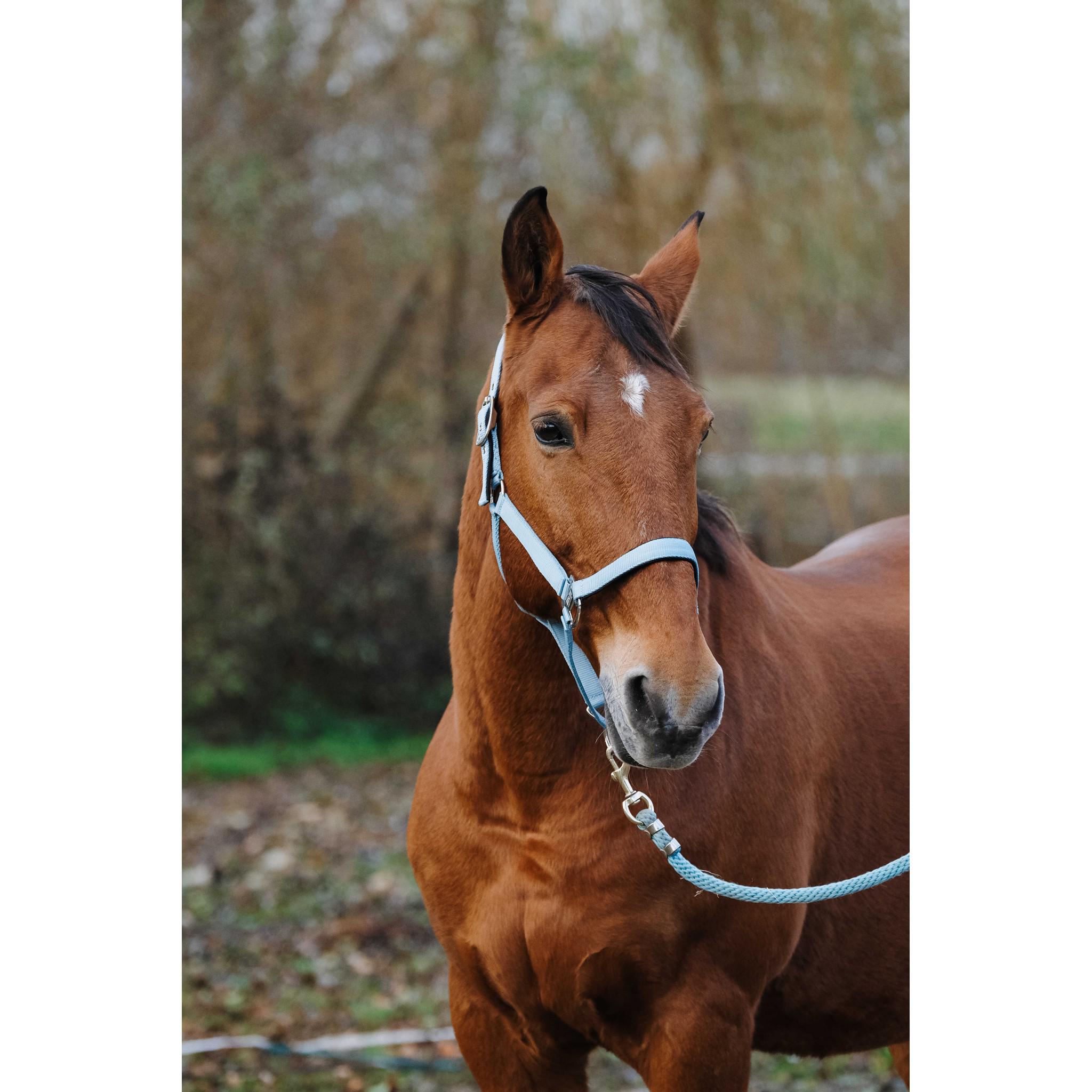 EQUITHÈME Spring Halter Turquoise 510257017