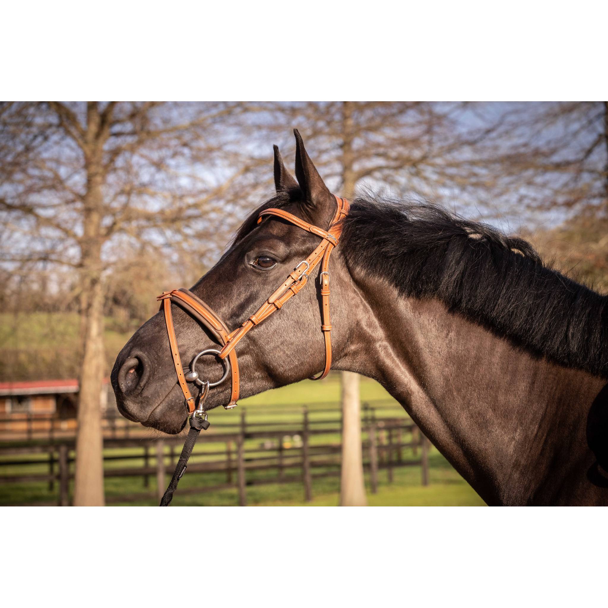 Penelope Elegance Bridle Cognac - 301605314_ambi_4
