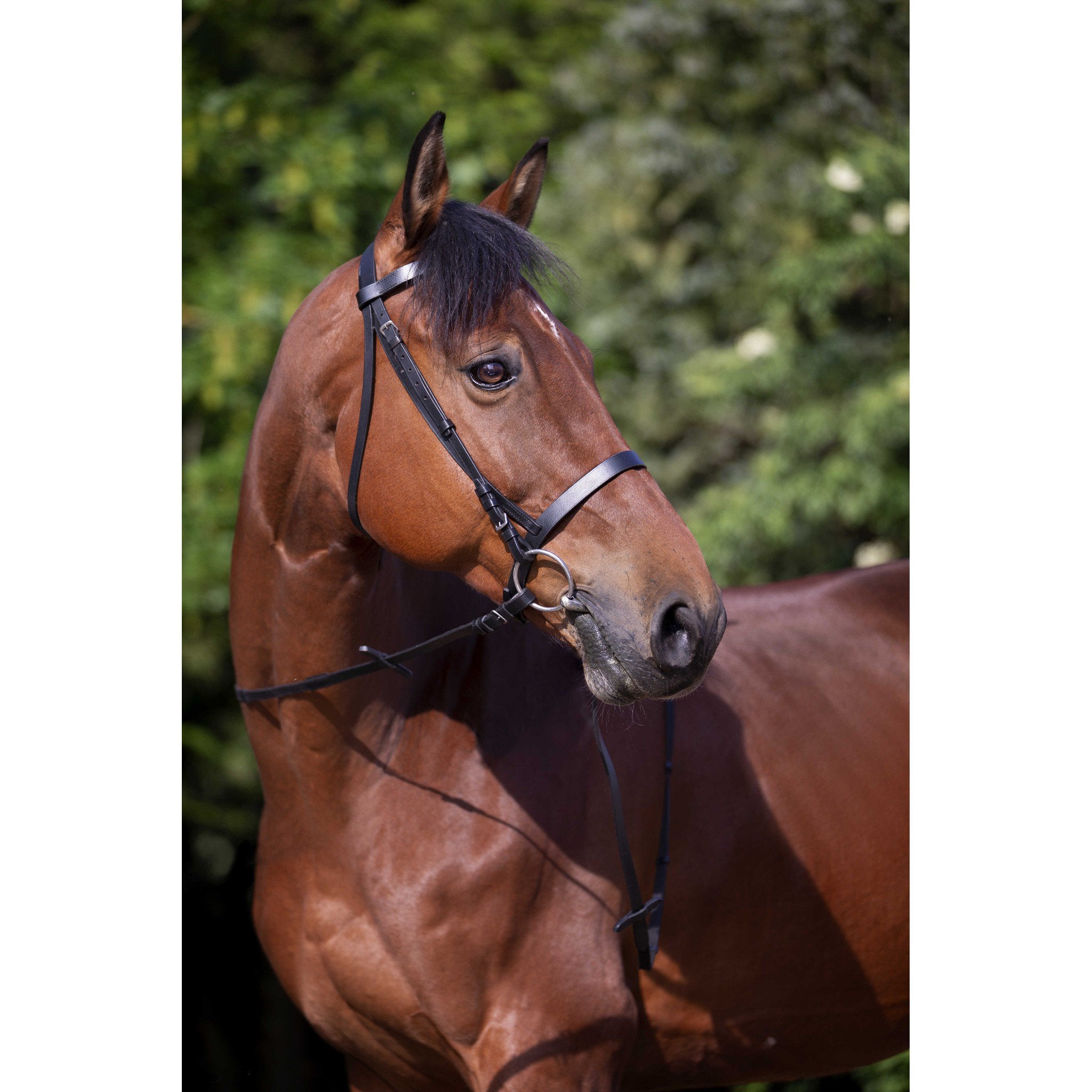 Bridle Riding World french noseband Black 301003302