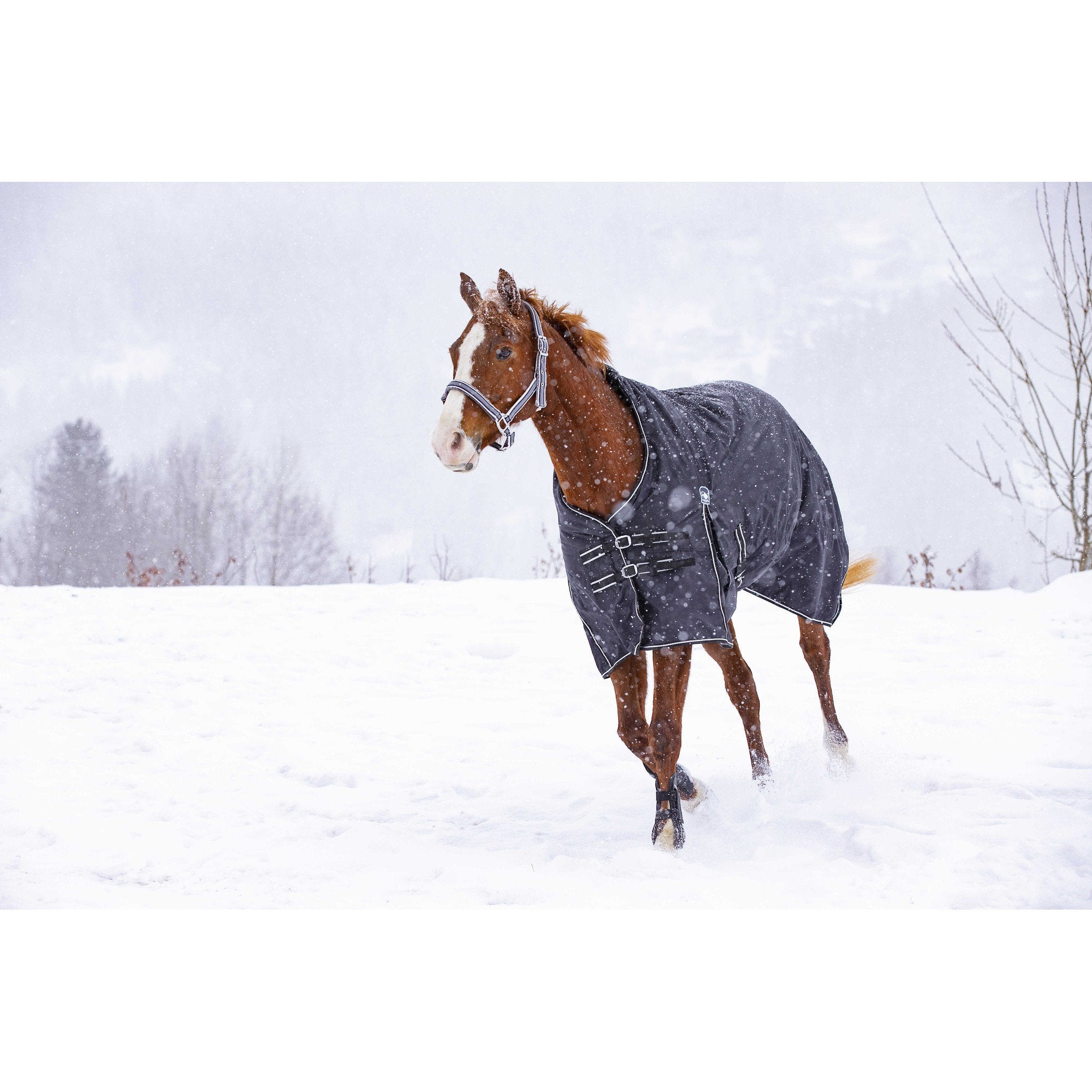 Riding World Oxford Waterproof Turnout Rug Black 400893263