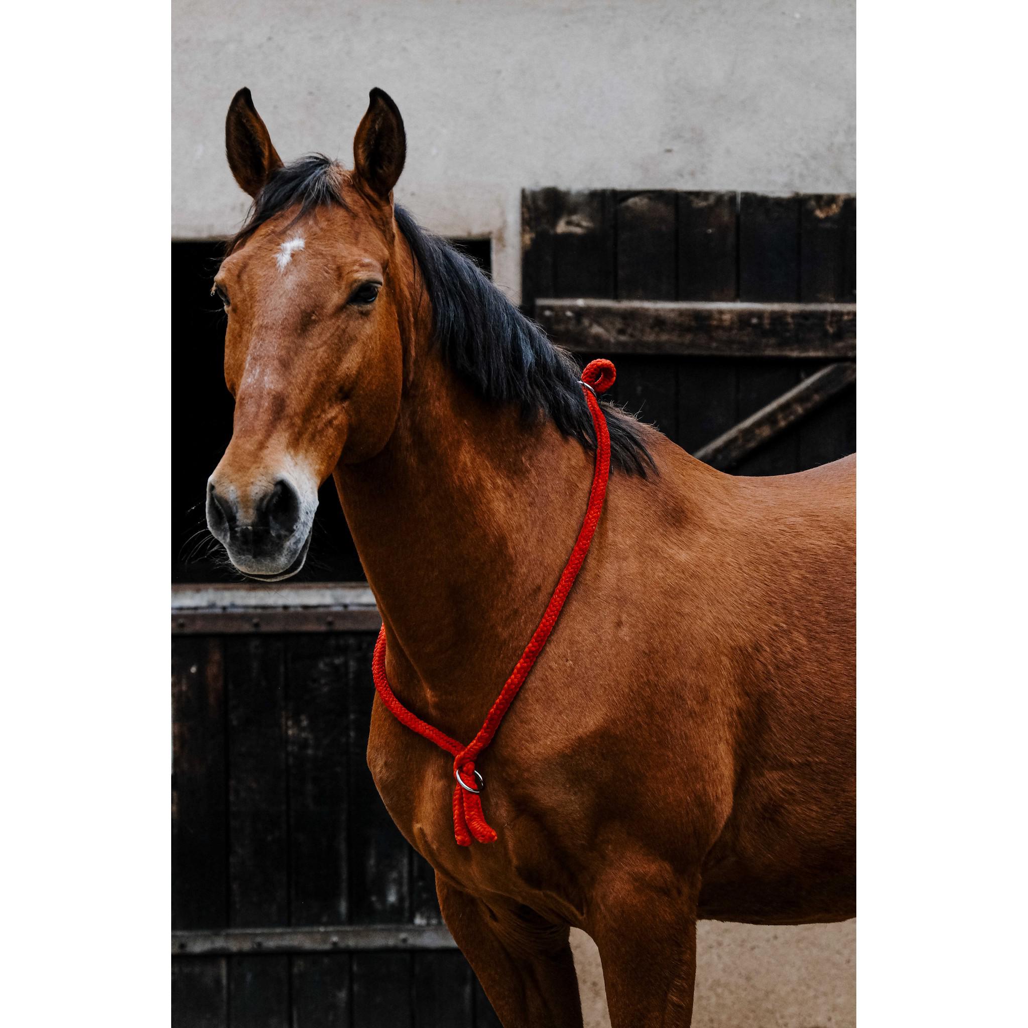 Norton Ethological Collar Red 520990003