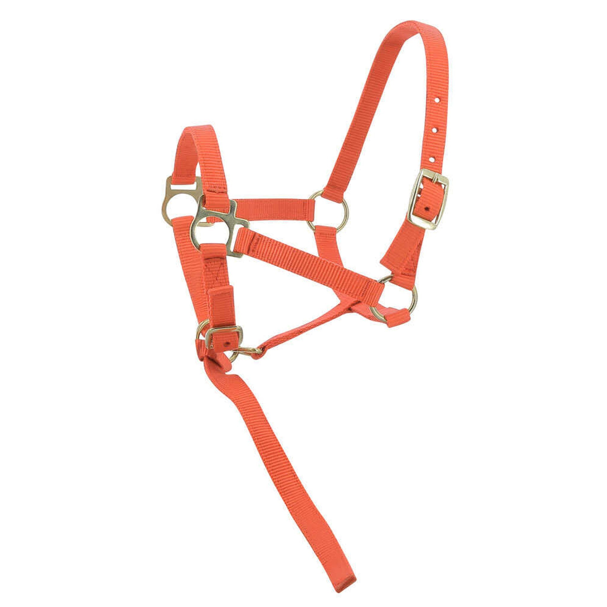 Norton Nylon halter foal Orange 510038022