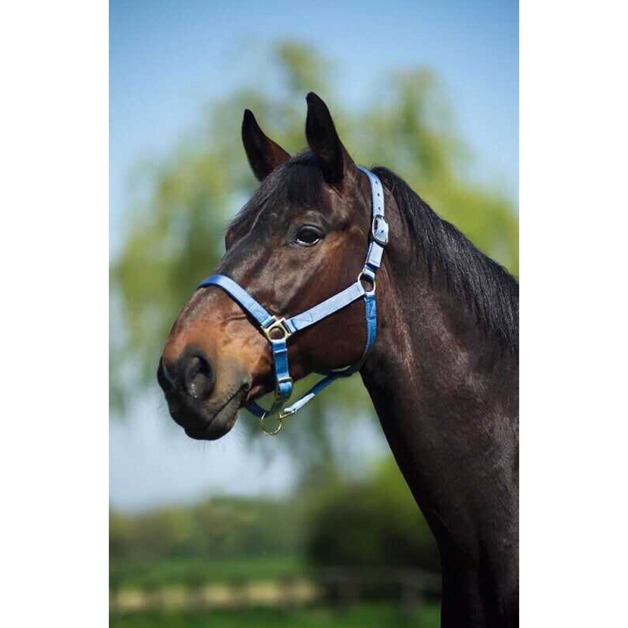 Norton Leather lined nylon headcollar Light blue 510175012