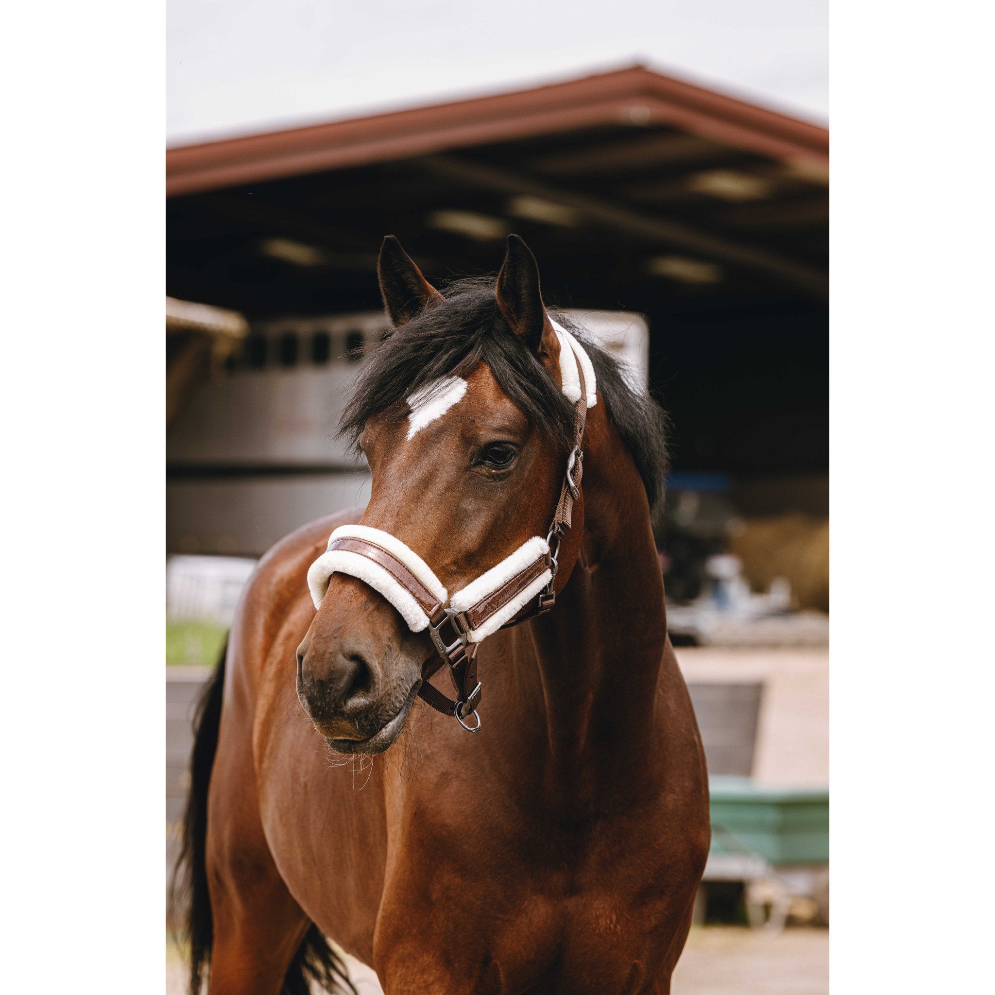 EQUITHÈME Fashion Halter chestnut brown 510260304