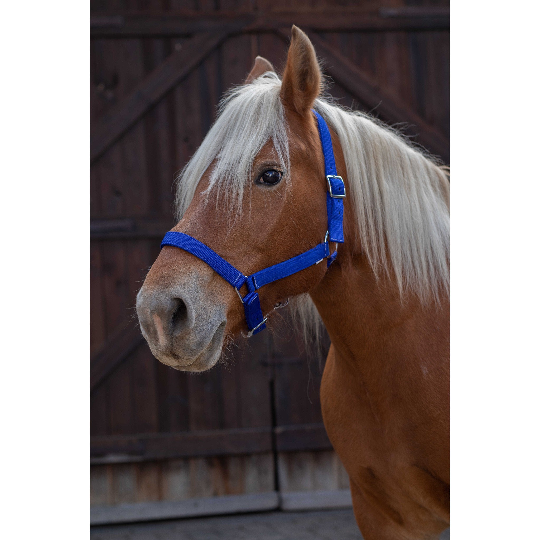 Norton Pro Draught Horse Halter Royal blue 510194006