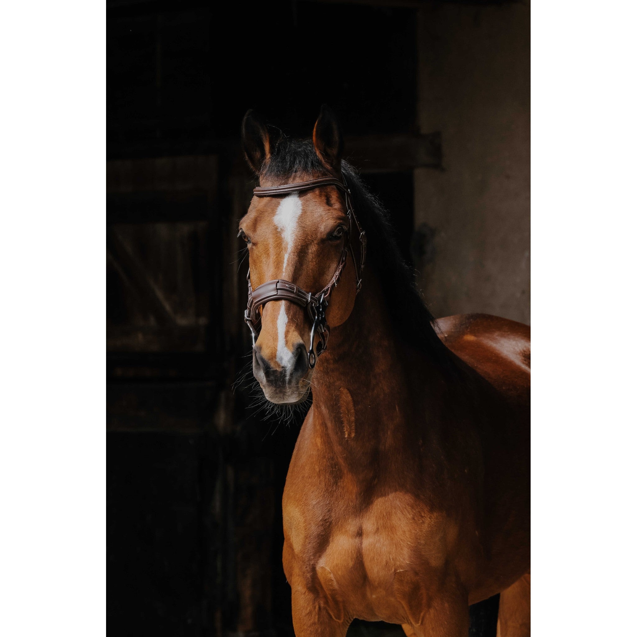 Norton Pro Hackamore Bridle Havana 301899318