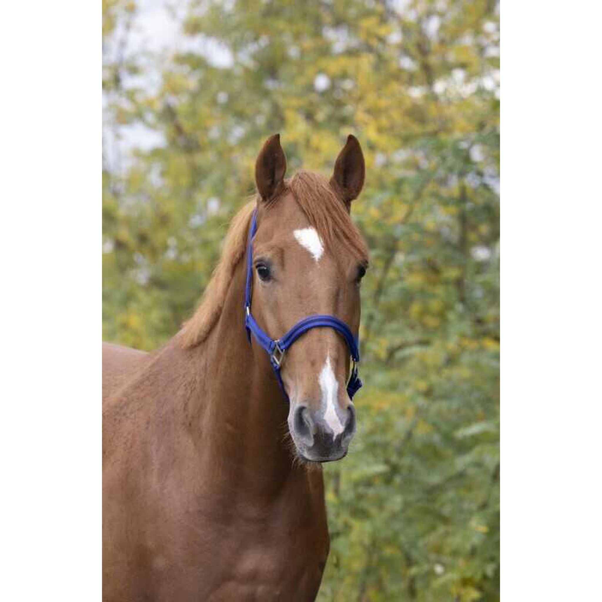 Norton Leather lined nylon headcollar Blue/black 510175626