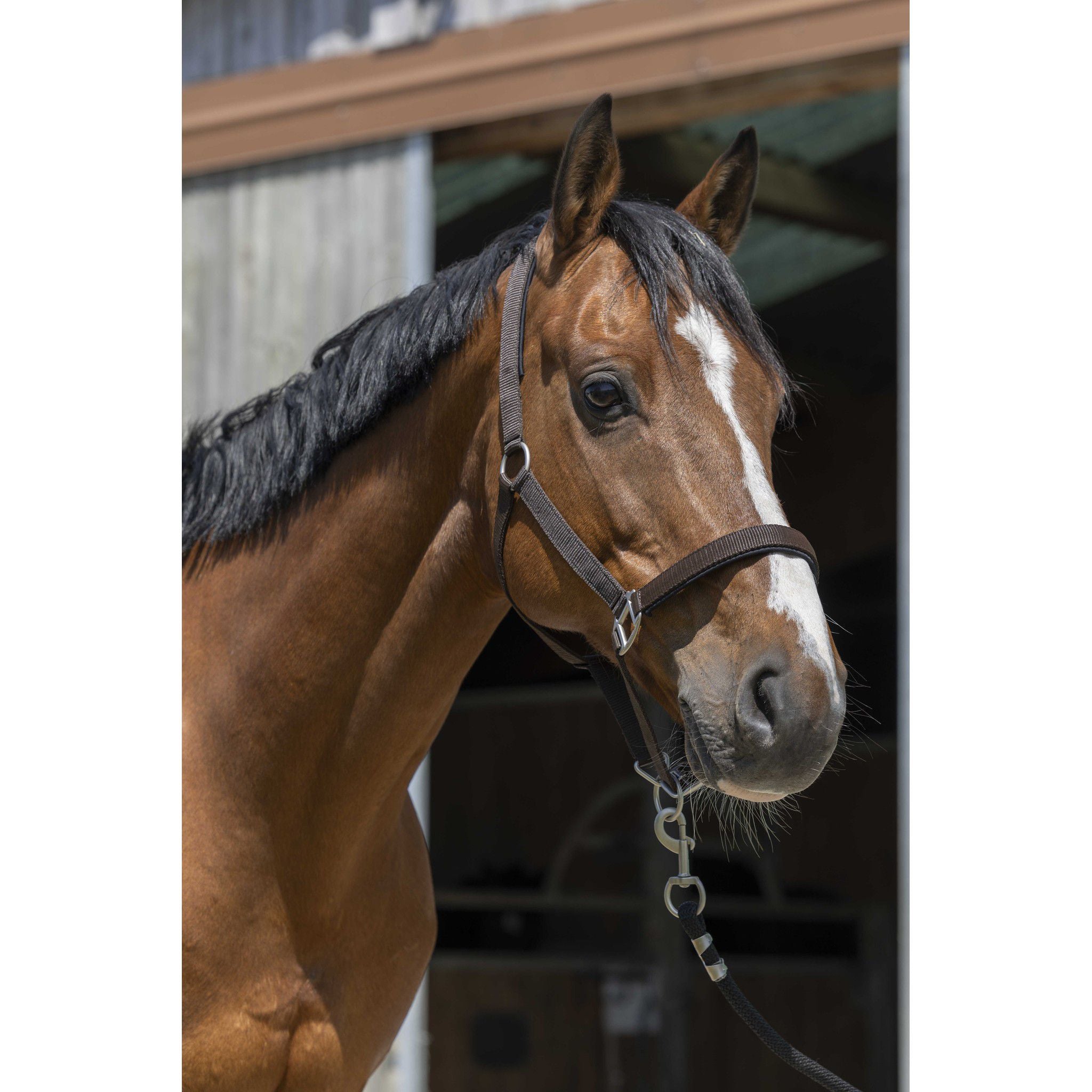 Norton Satine Halter Chocolate 510248304