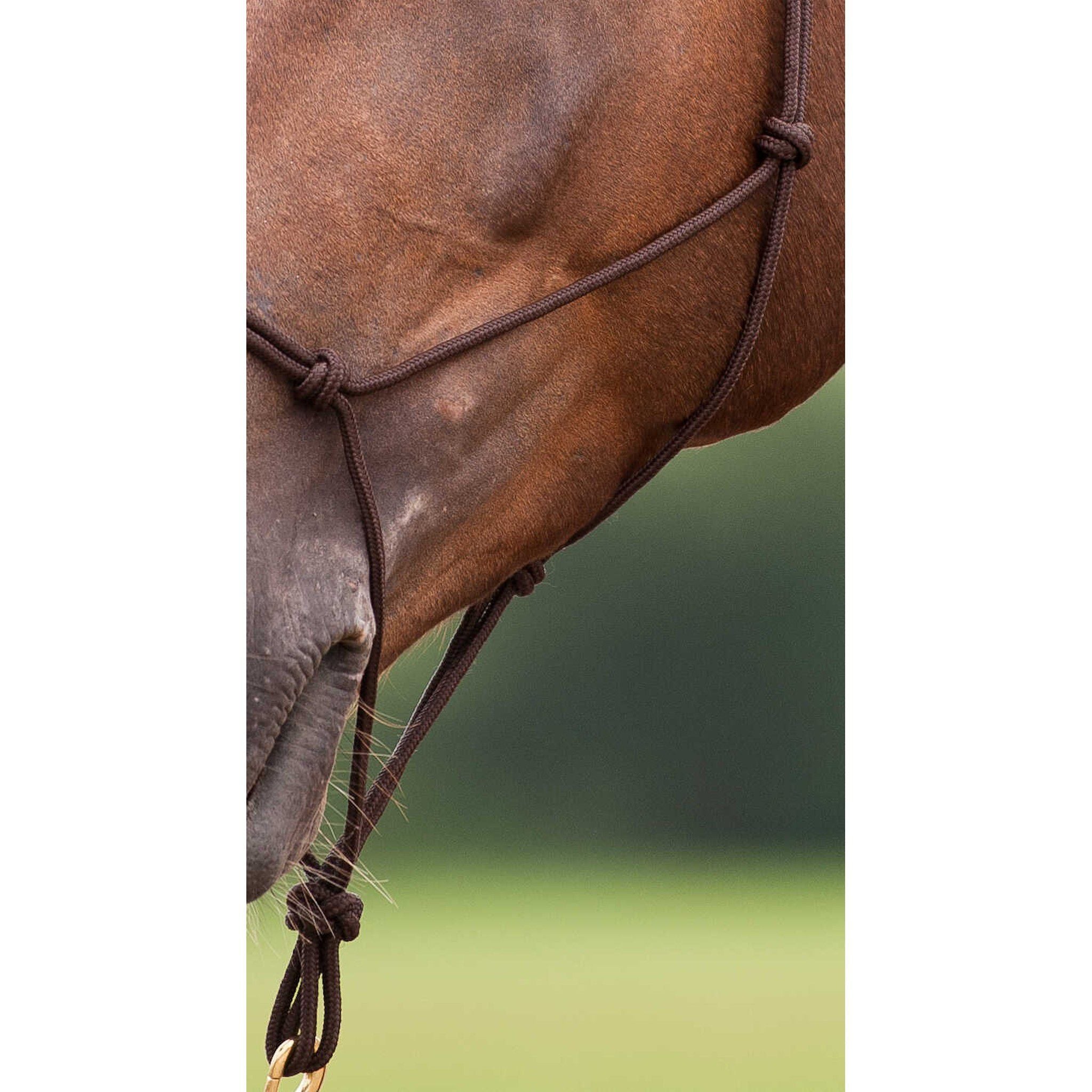 Norton Soft ethological halter Brown 510156004