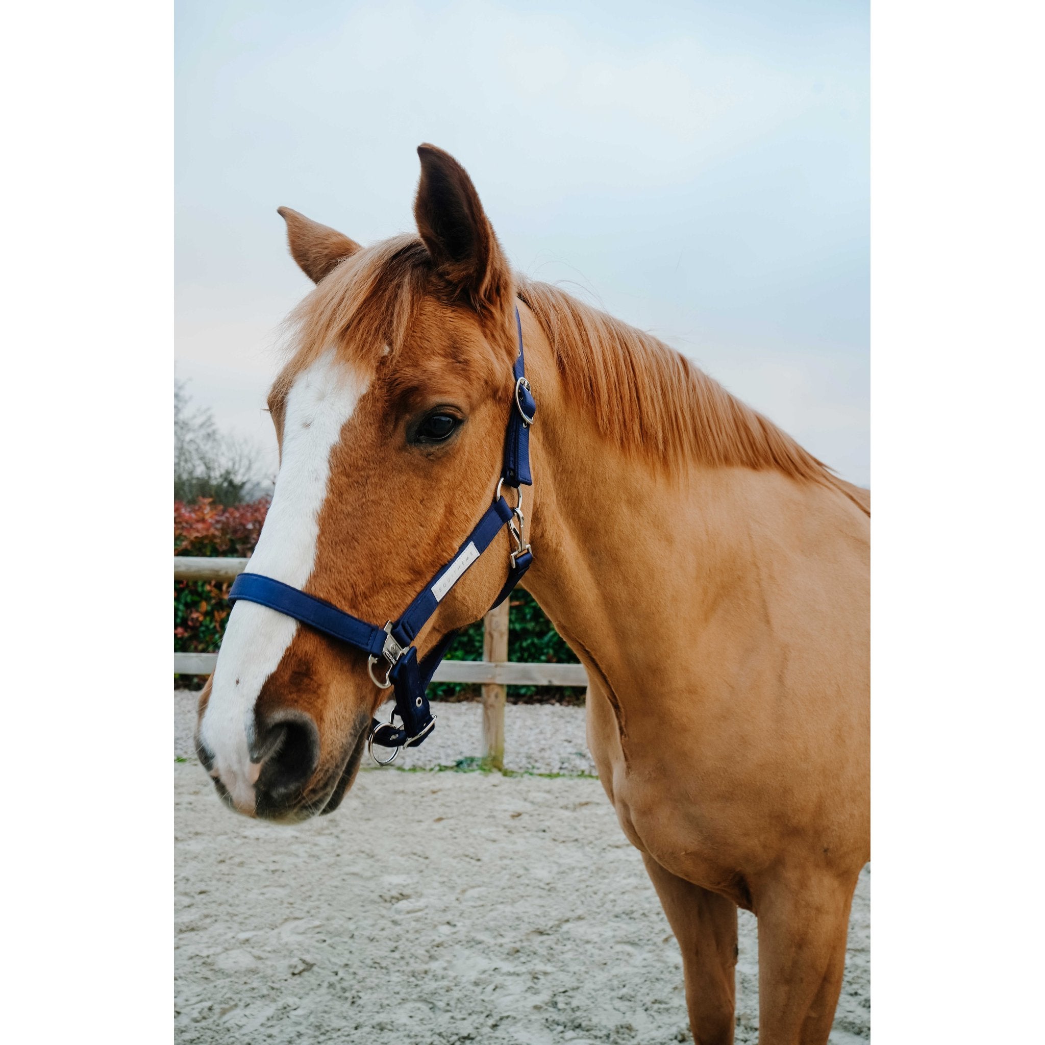 EQUITHEME Opal Halter Navy blue - 510276307_ambi_1