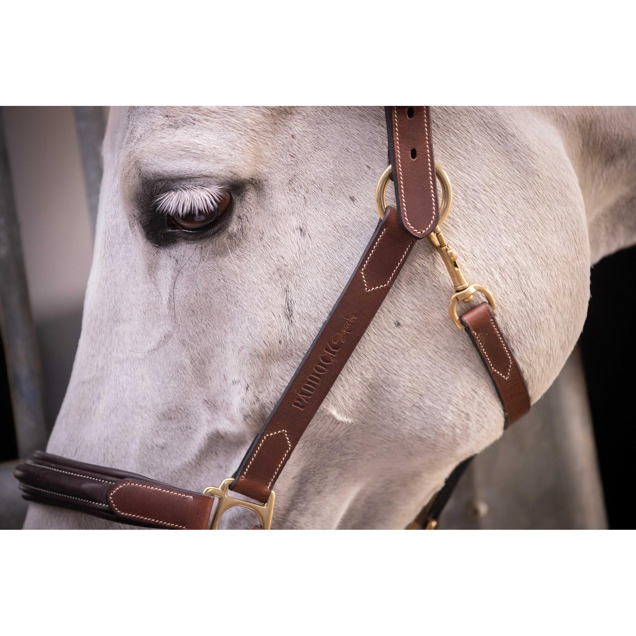 Paddock Sports 3-Snap Halter Havana 301614304
