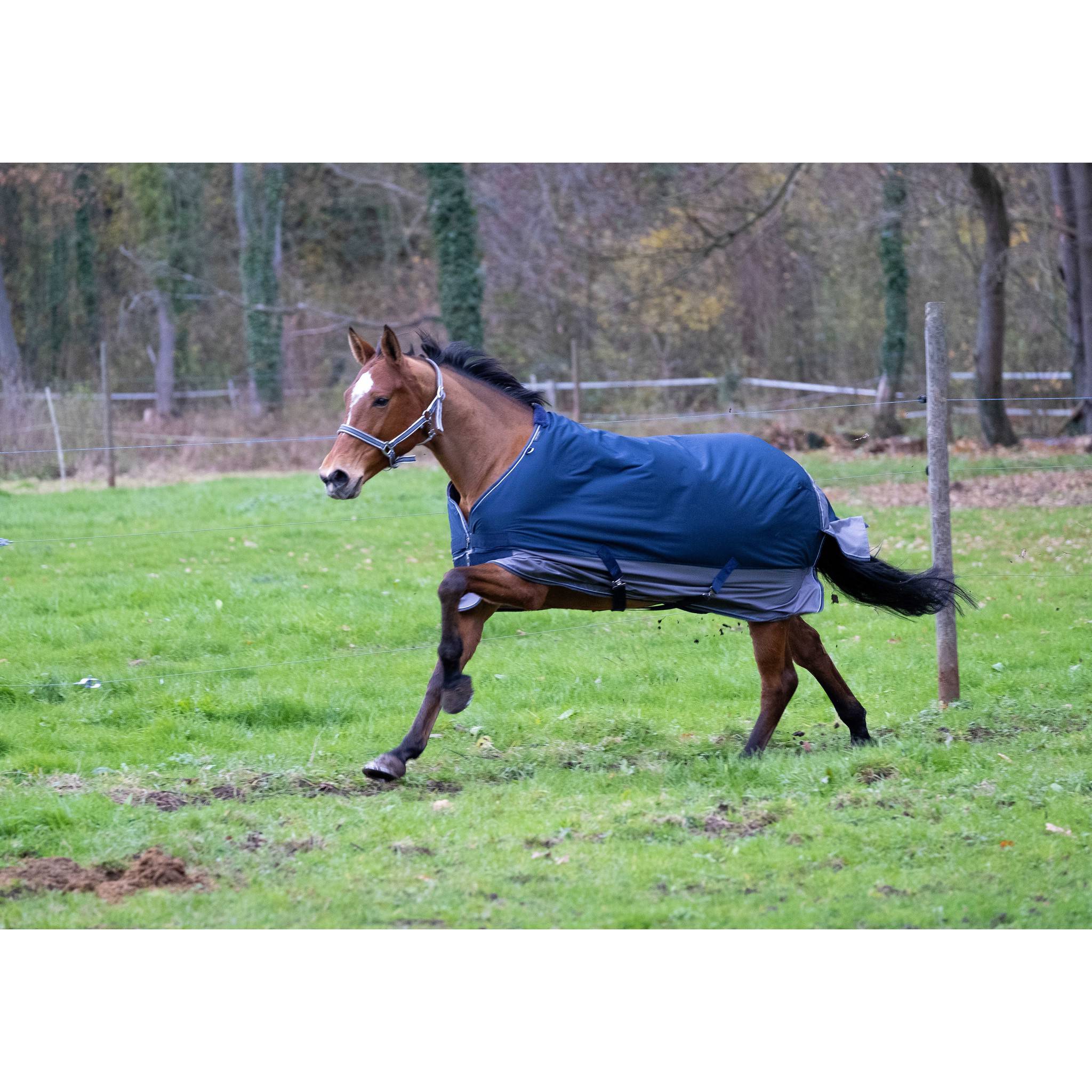EQUITHÈME Tyrex New 600D Rug - Standard Navy blue/grey 400917763