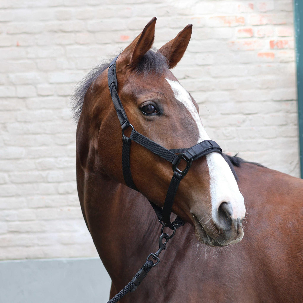 Lami-Cell 2-in-1 Halter for Grazing Muzzle - 309003302_ambi_14