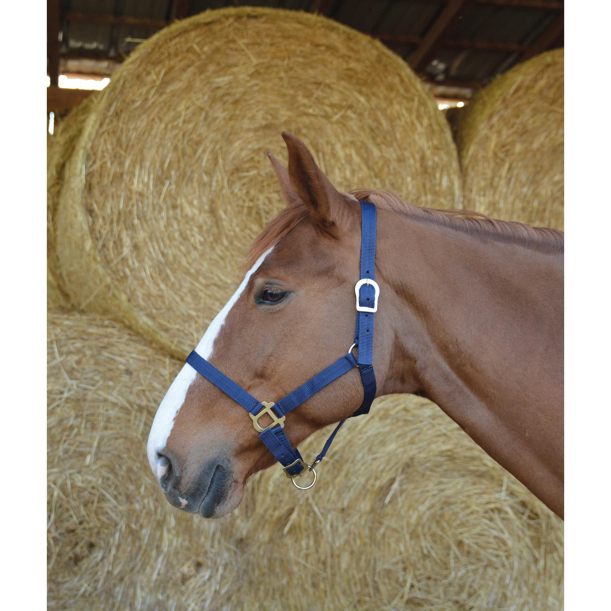 Riding World Nylon headcollar Navy blue 510032007