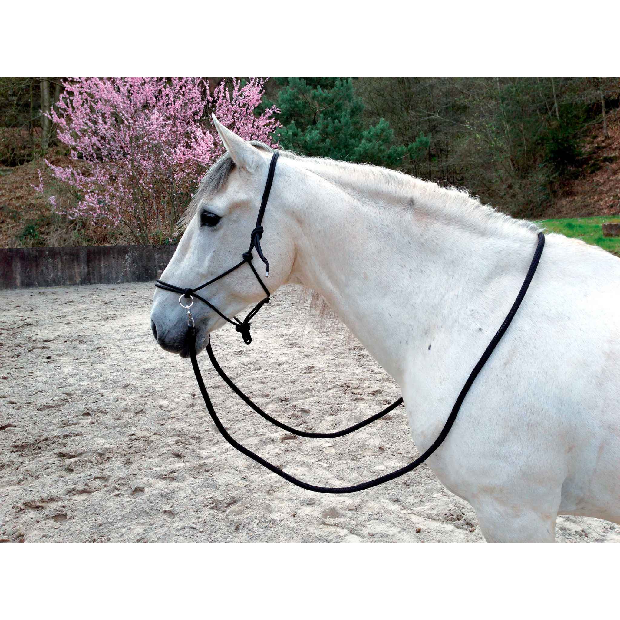 Norton Ethological halter with reins Black 510155002