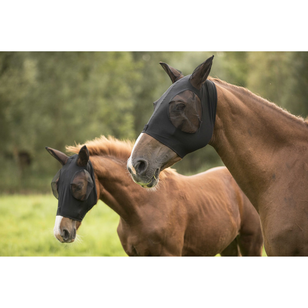 Lami-Cell Lycra Fly Mask - Black - 320035202_ambi_4