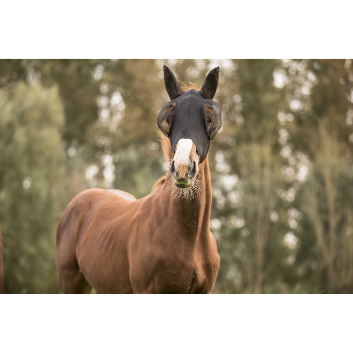 Lami-Cell Lycra Fly Mask - Black - 320035202_ambi_8