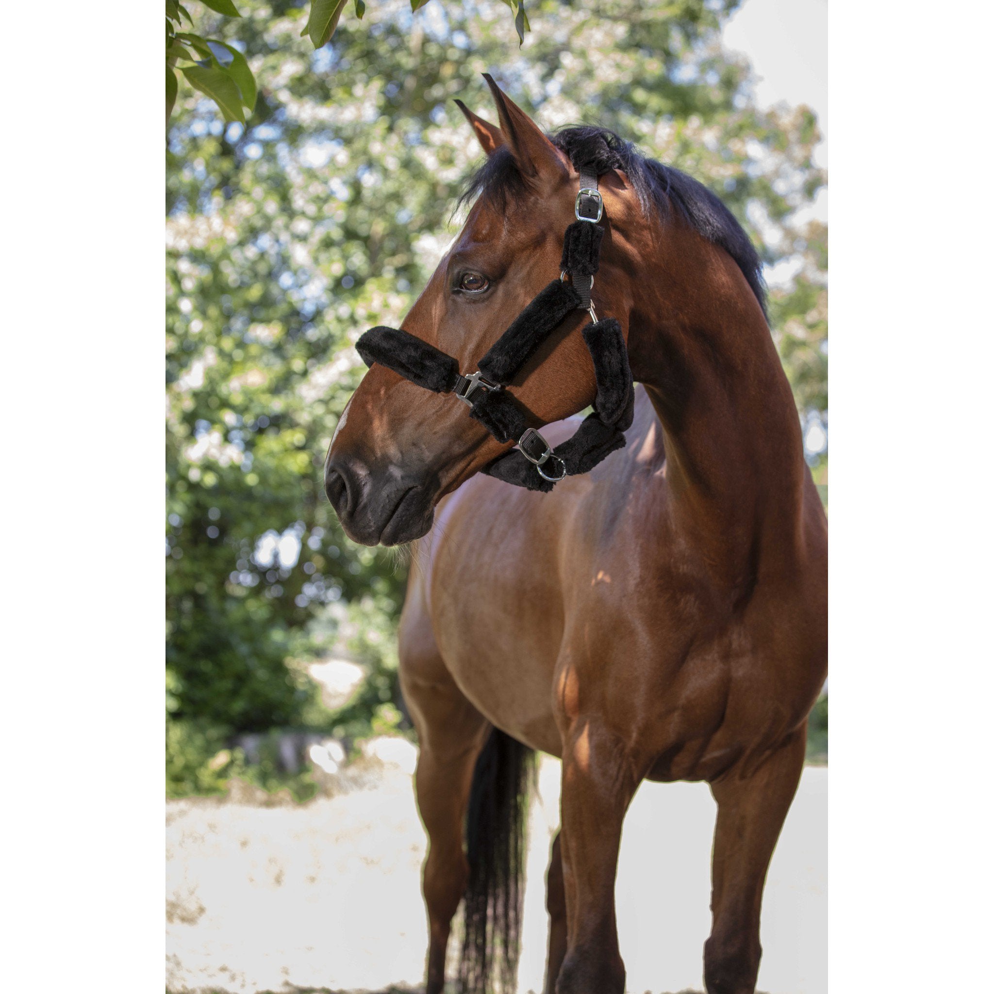 Norton Halter with synthetic sheep skin Black/black 510015322
