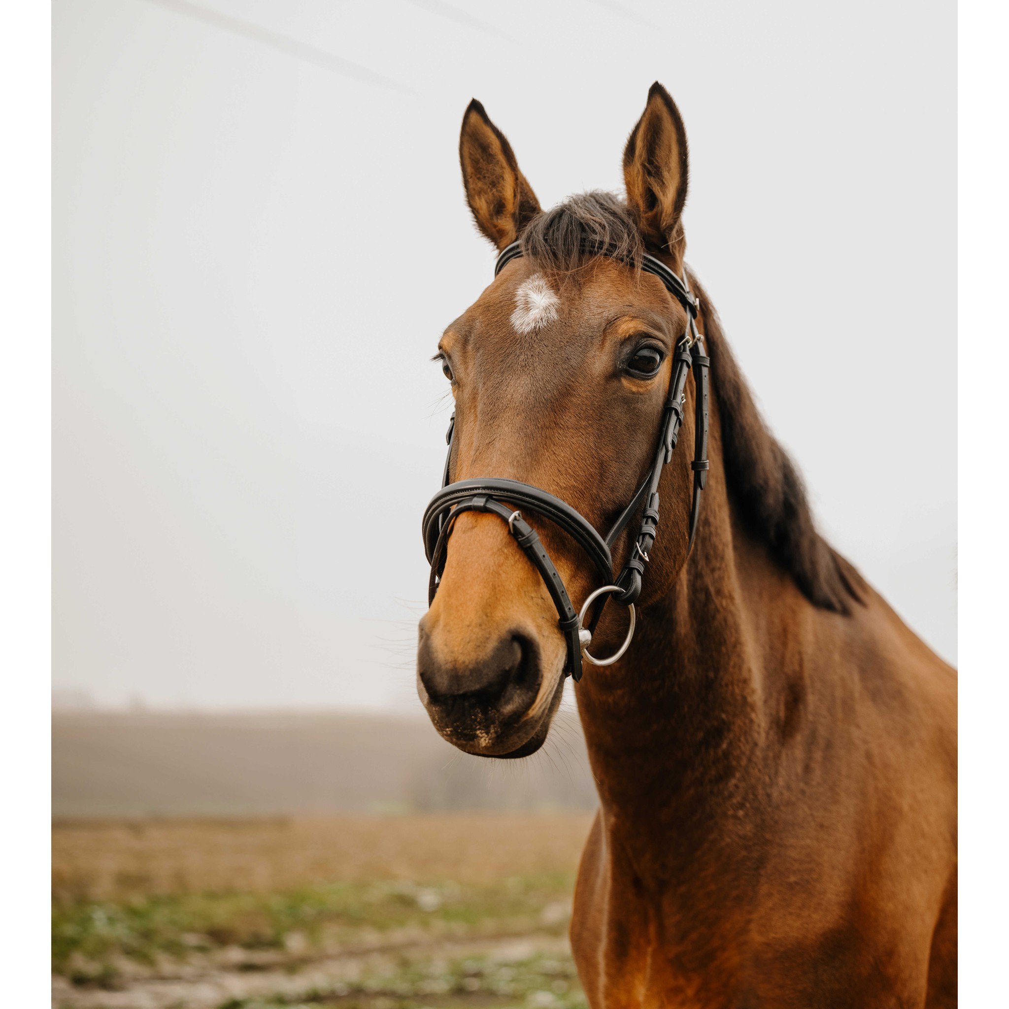 Norton Club Square Bridle Black 301911302