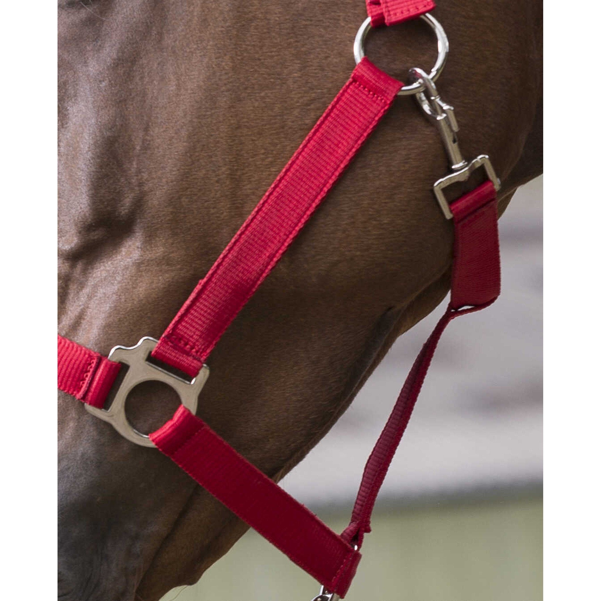 Riding World Club Headcollar and leadrope set Red 510118303