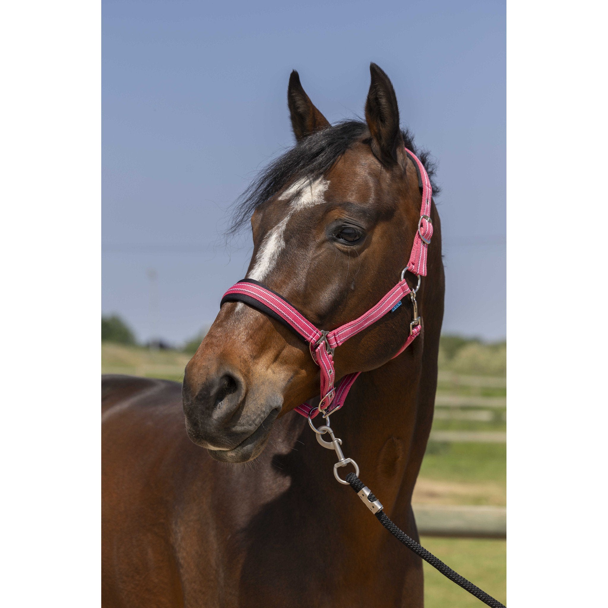 Norton 4lines Halter Antique pink 510246316