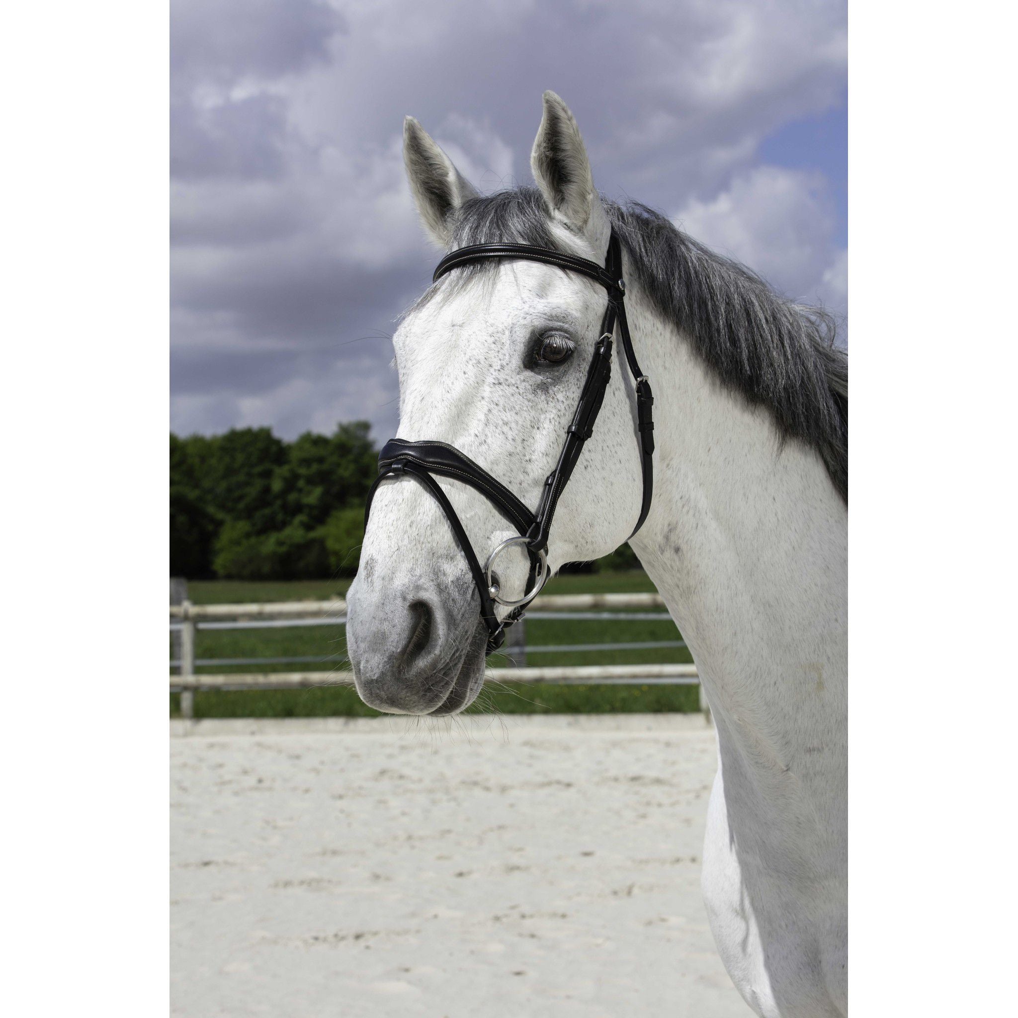 Norton Pro Bridle Wave Black 301832302