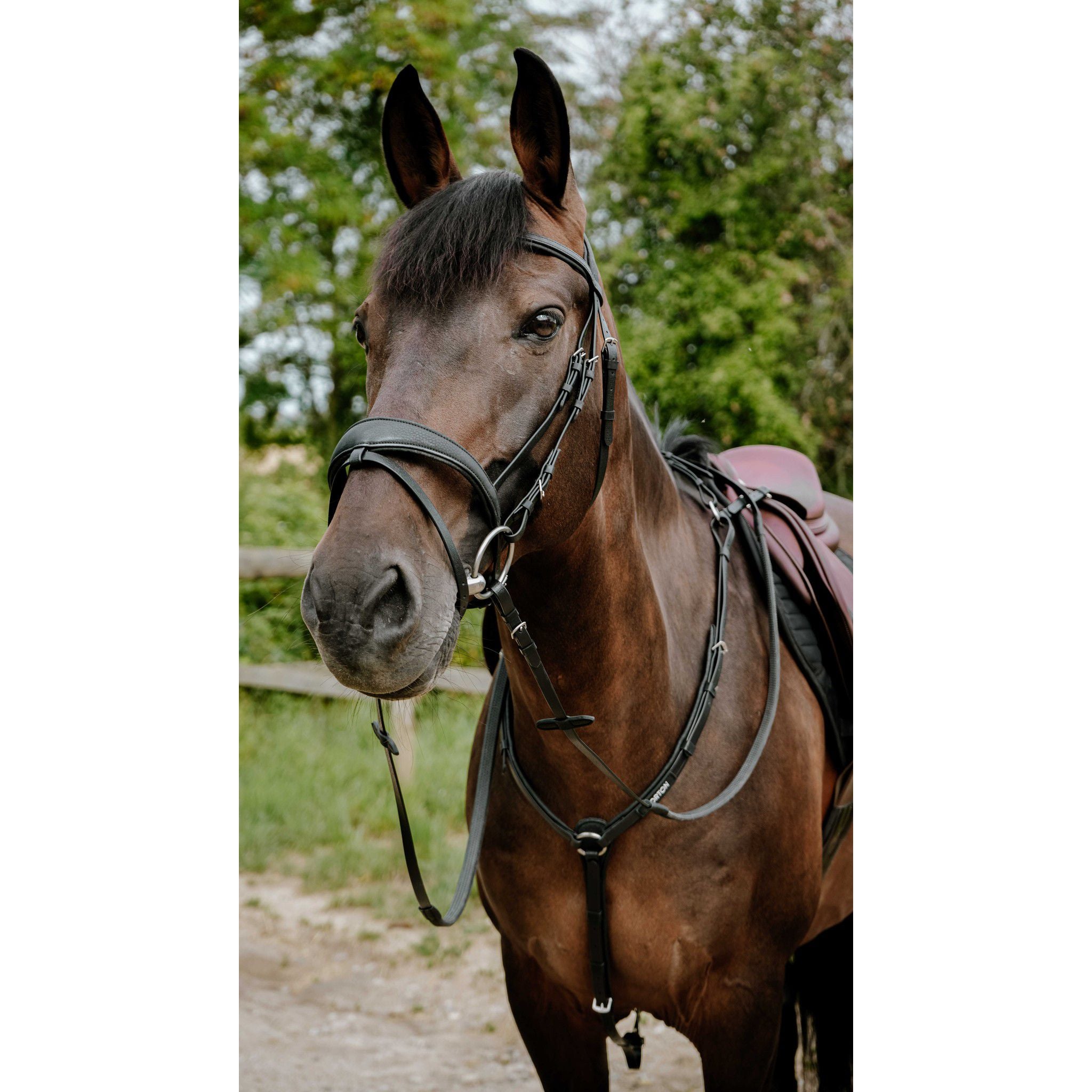 Norton Pop Bridle Black 301928302