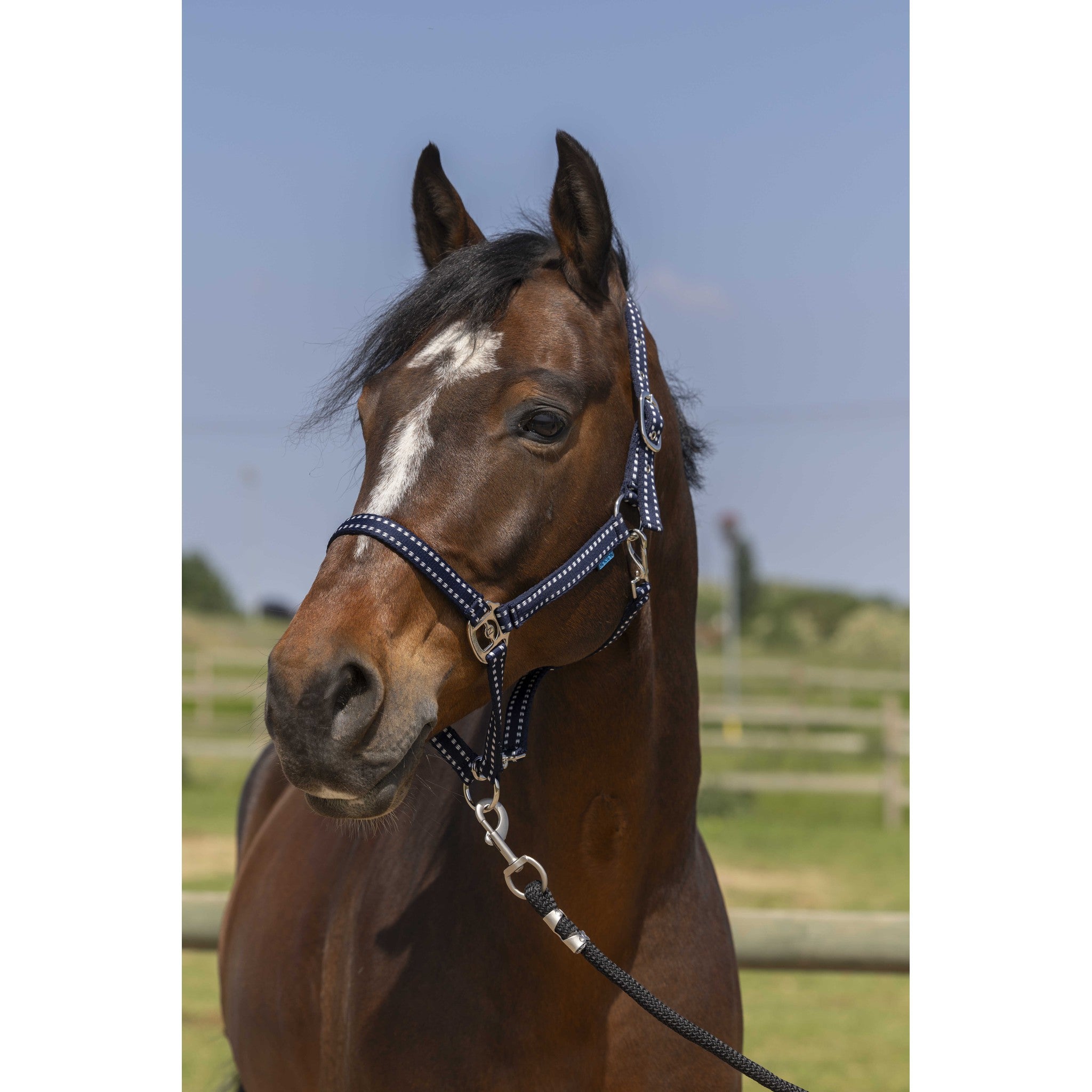 Norton Grooming Halter Navy blue 510245307