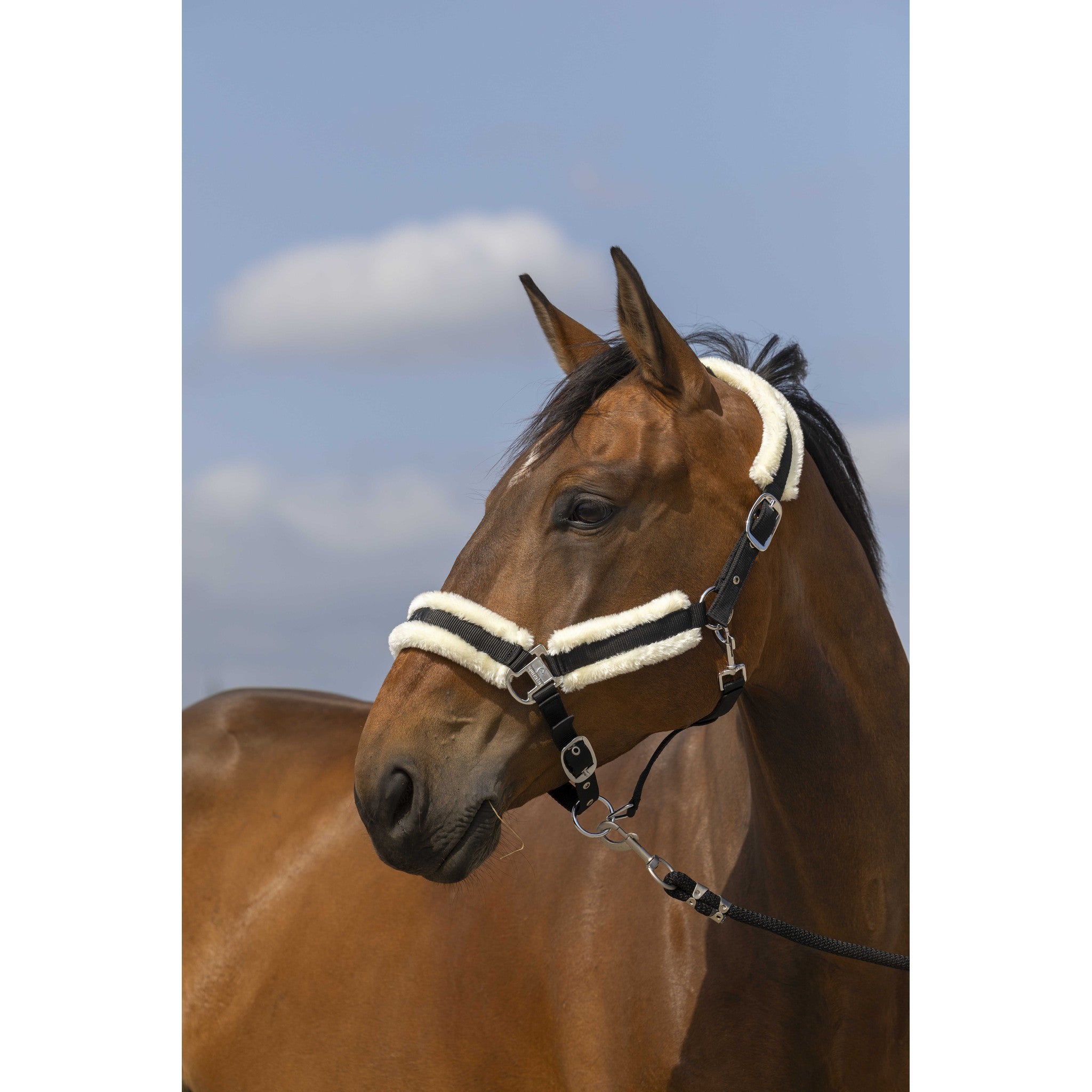 EQUITHÈME Mouton Halter Black.white 510253302