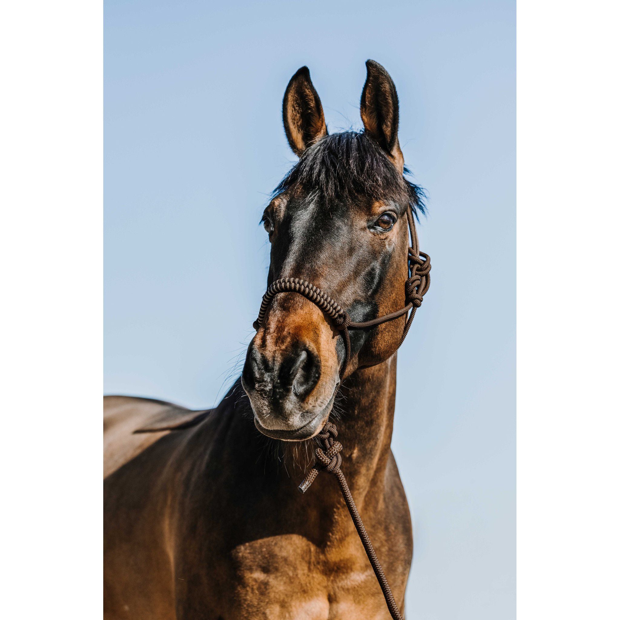 Norton Deco Rope Halter and Lead Set Brown/beige 510265304