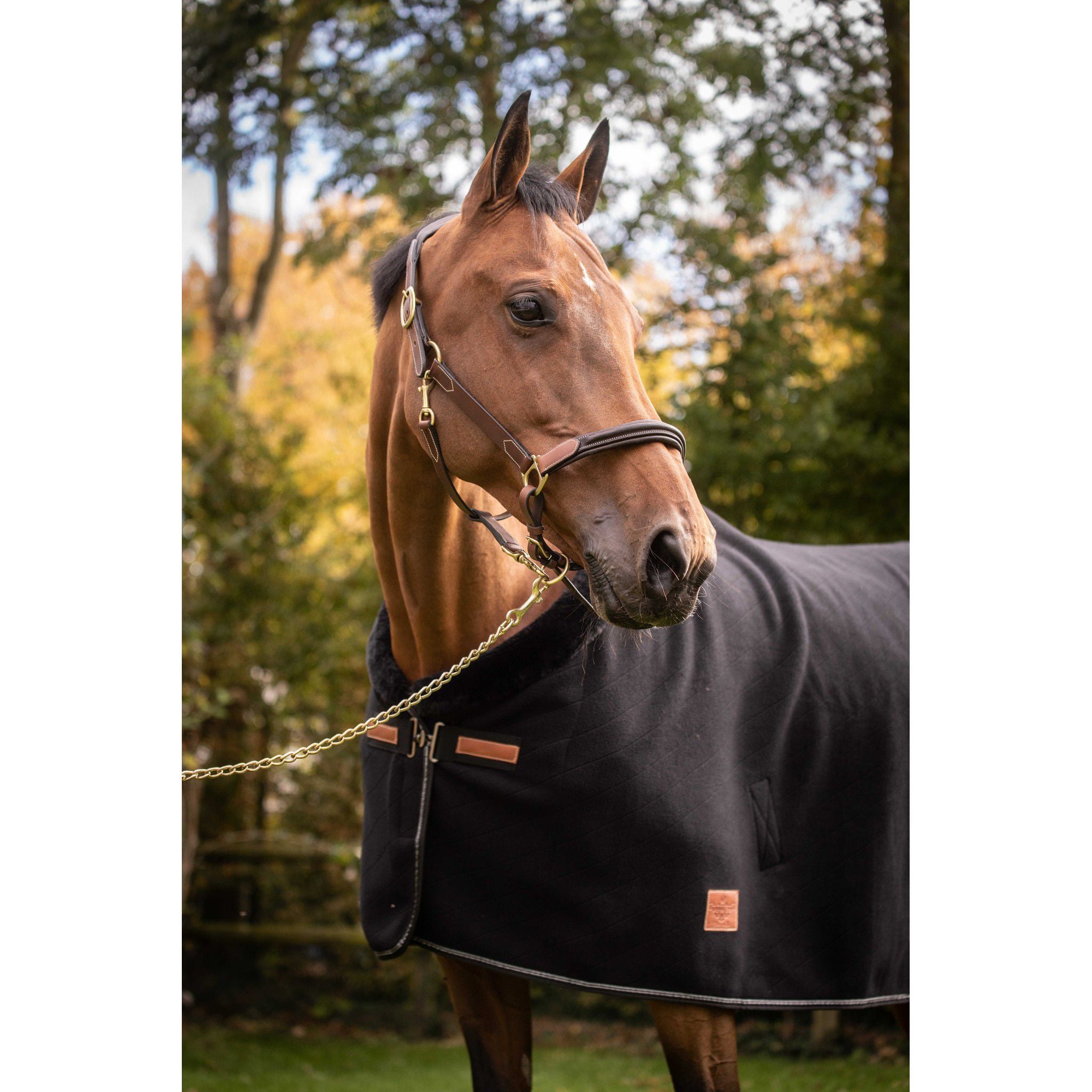 Paddock Sports 3-Snap Halter Havana 301614304