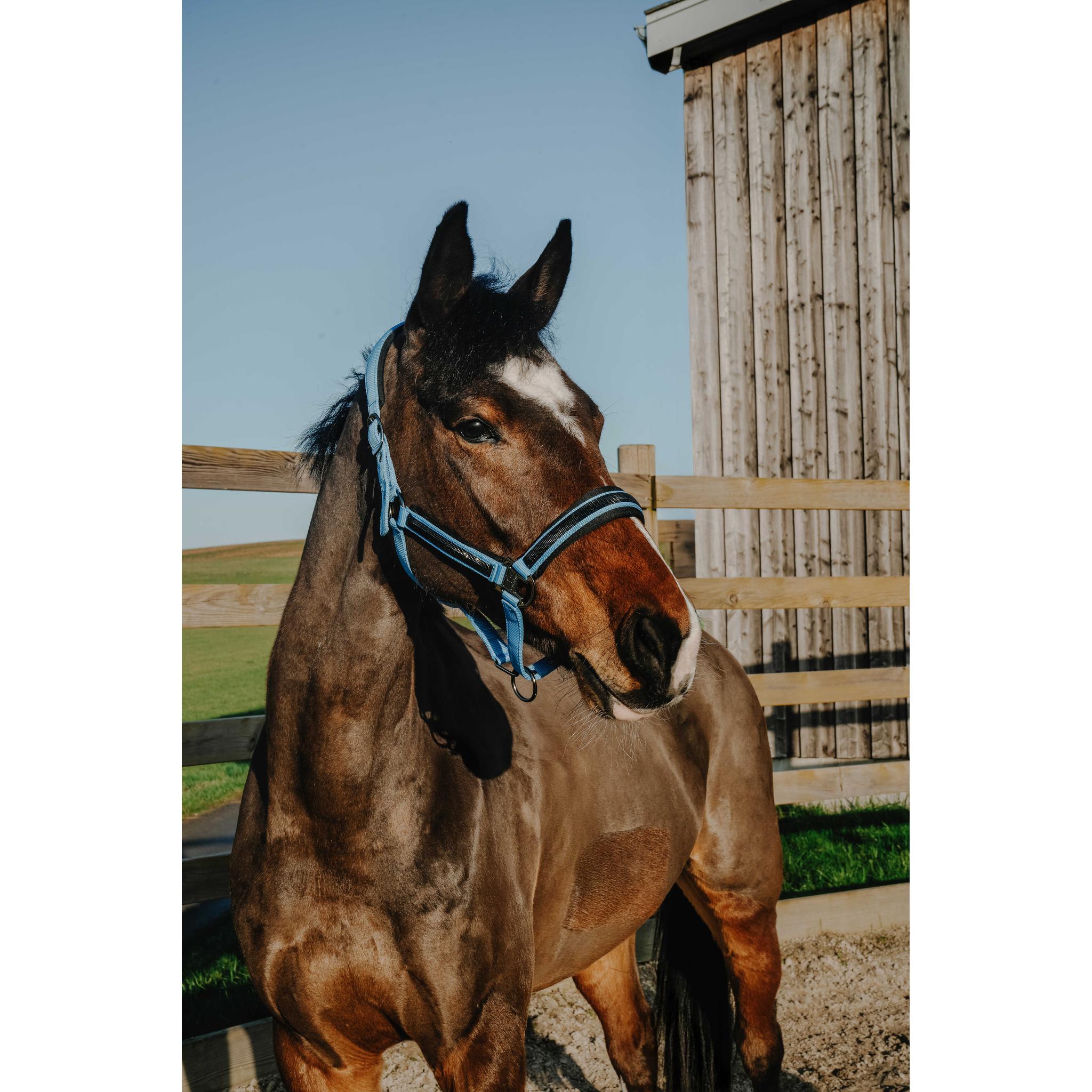 EQUITHÈME Strass Halter Light blue - 510250311_ambi_2