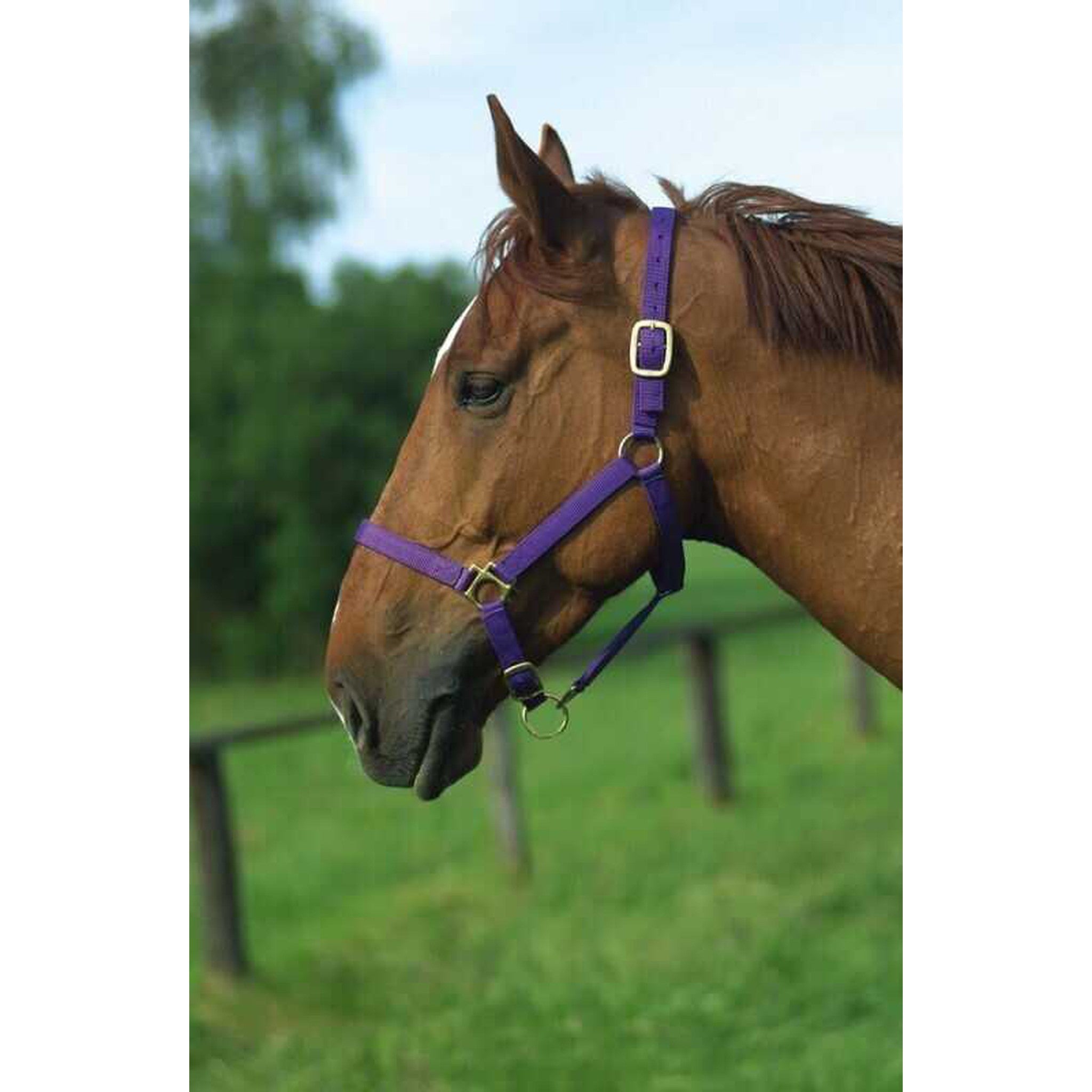 Norton Leather lined nylon headcollar Purple 510175015