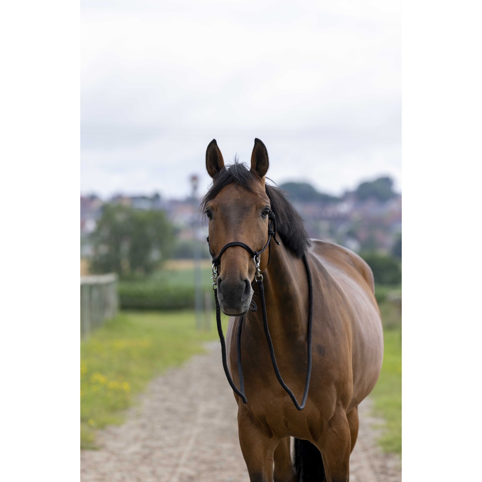 Norton Ethological halter with reins Black 510155002