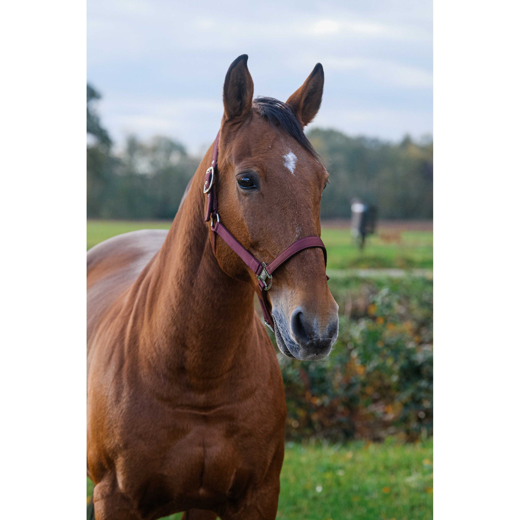 EQUITHÈME Spring Halter Burgundy 510257033